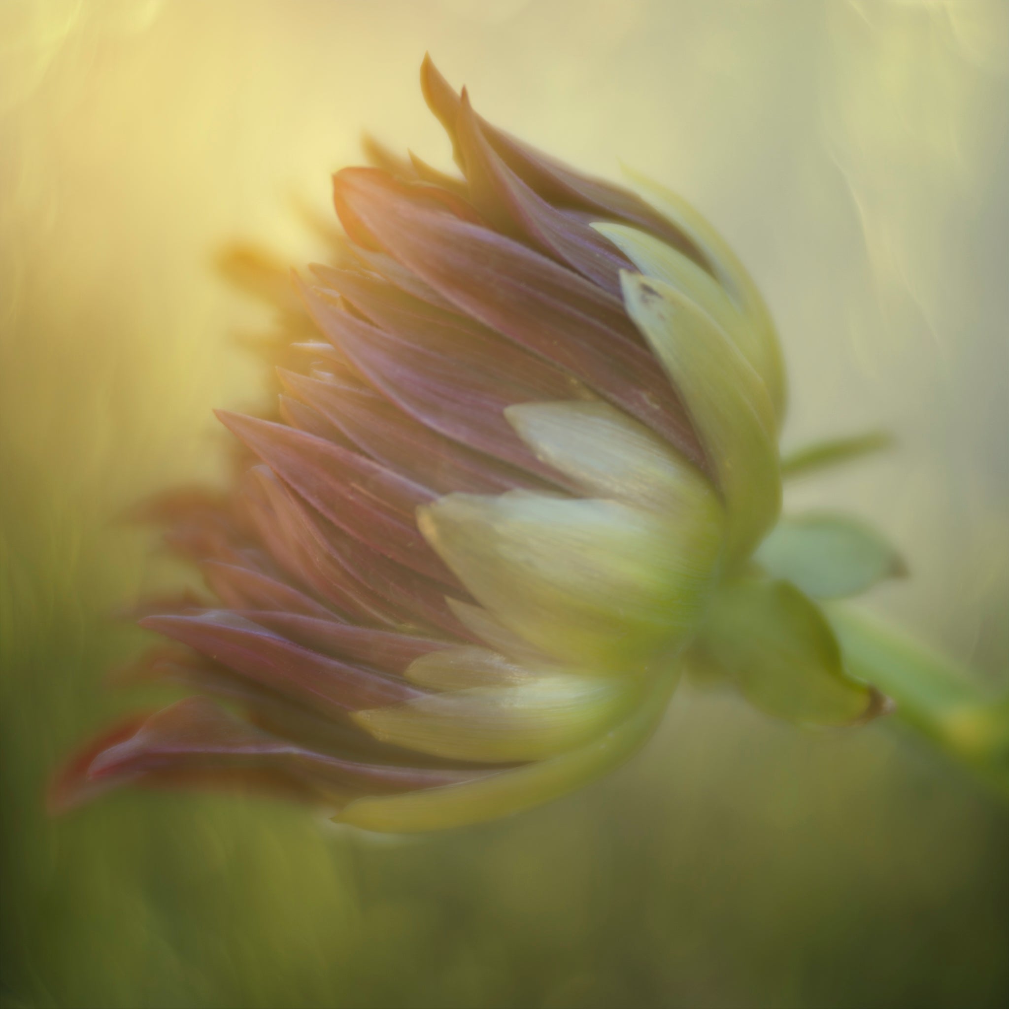Fine art photograph of a Dahlia bud closed and in the sunlight. The photograph was taken by Cameron Dreaux. 