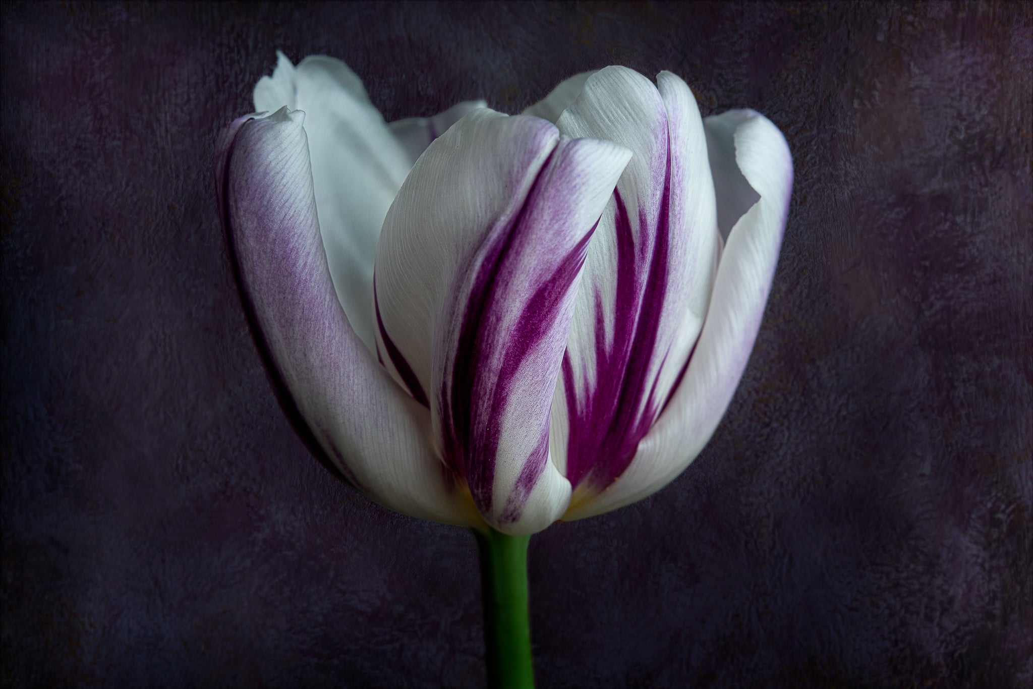 Fine art flower photograph of a single tulip titled "Audrey" by Cameron Dreaux of Dreaux Fine Art. 