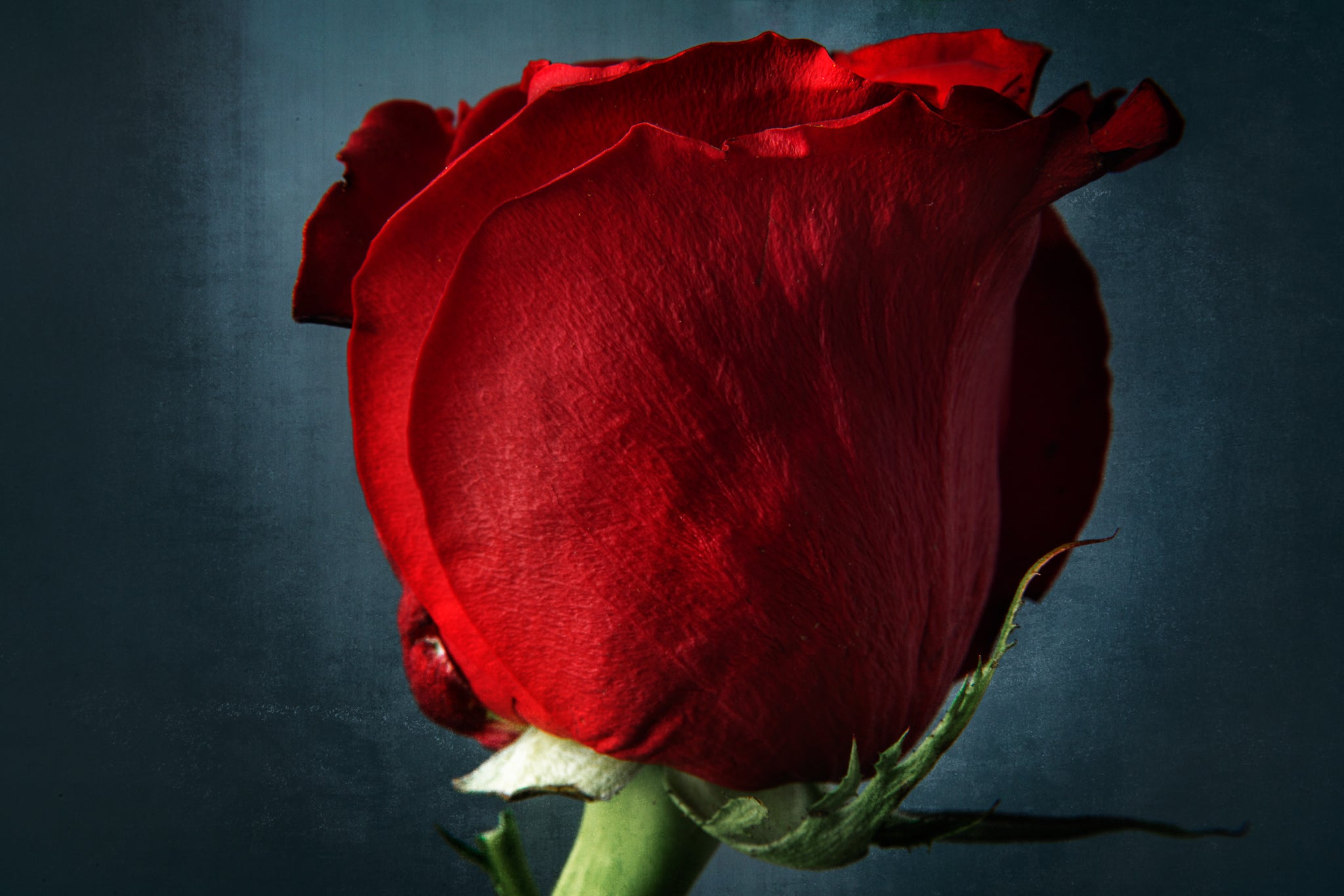 Fine art flower photography of a red rose tilted "Dangerous" by Cameron Dreaux of Dreaux Fine Art.
