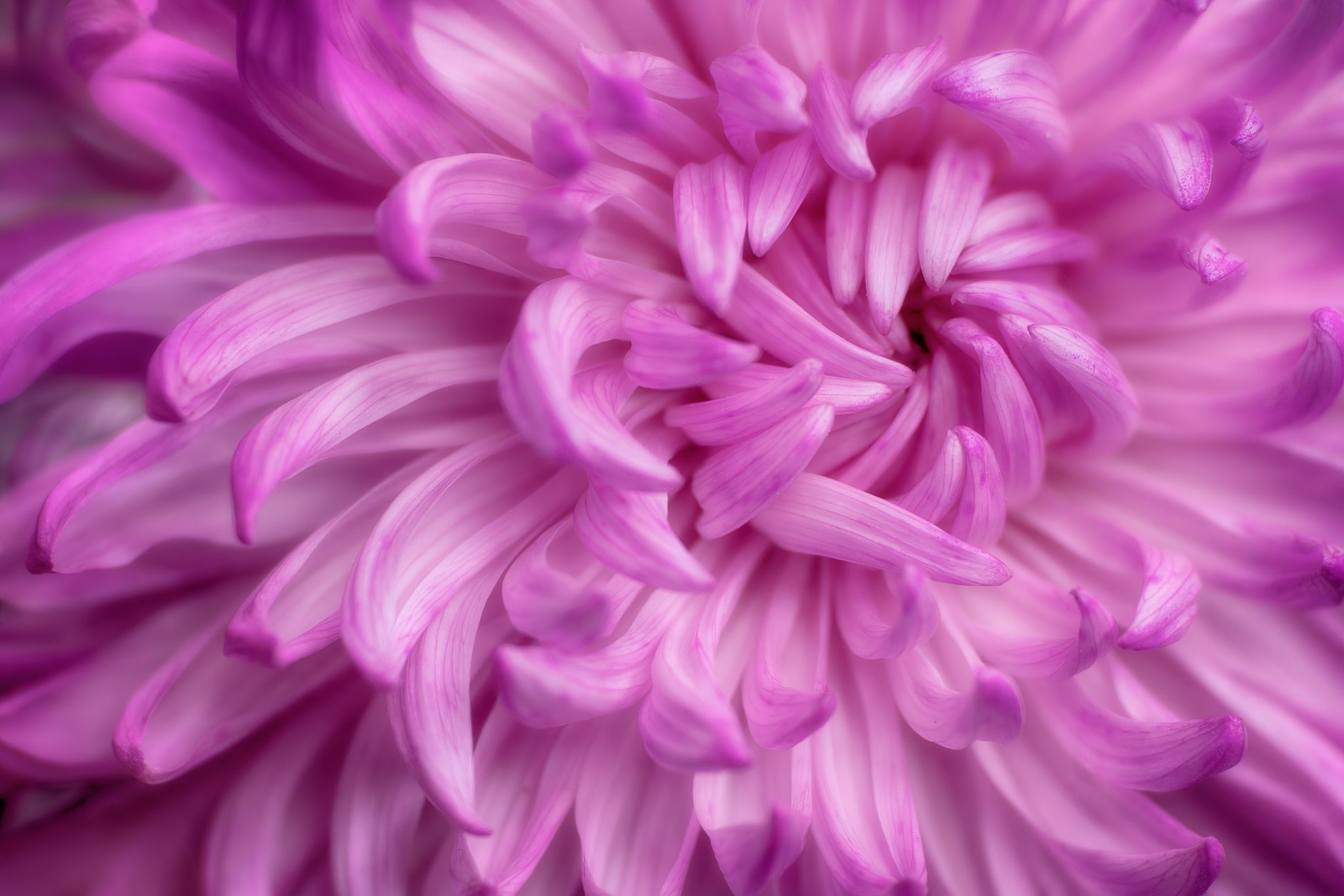Fine art photograph of pink Chrysanthemum flower titled "Self Love" by Cameron Dreaux of Dreaux Fine Art. 