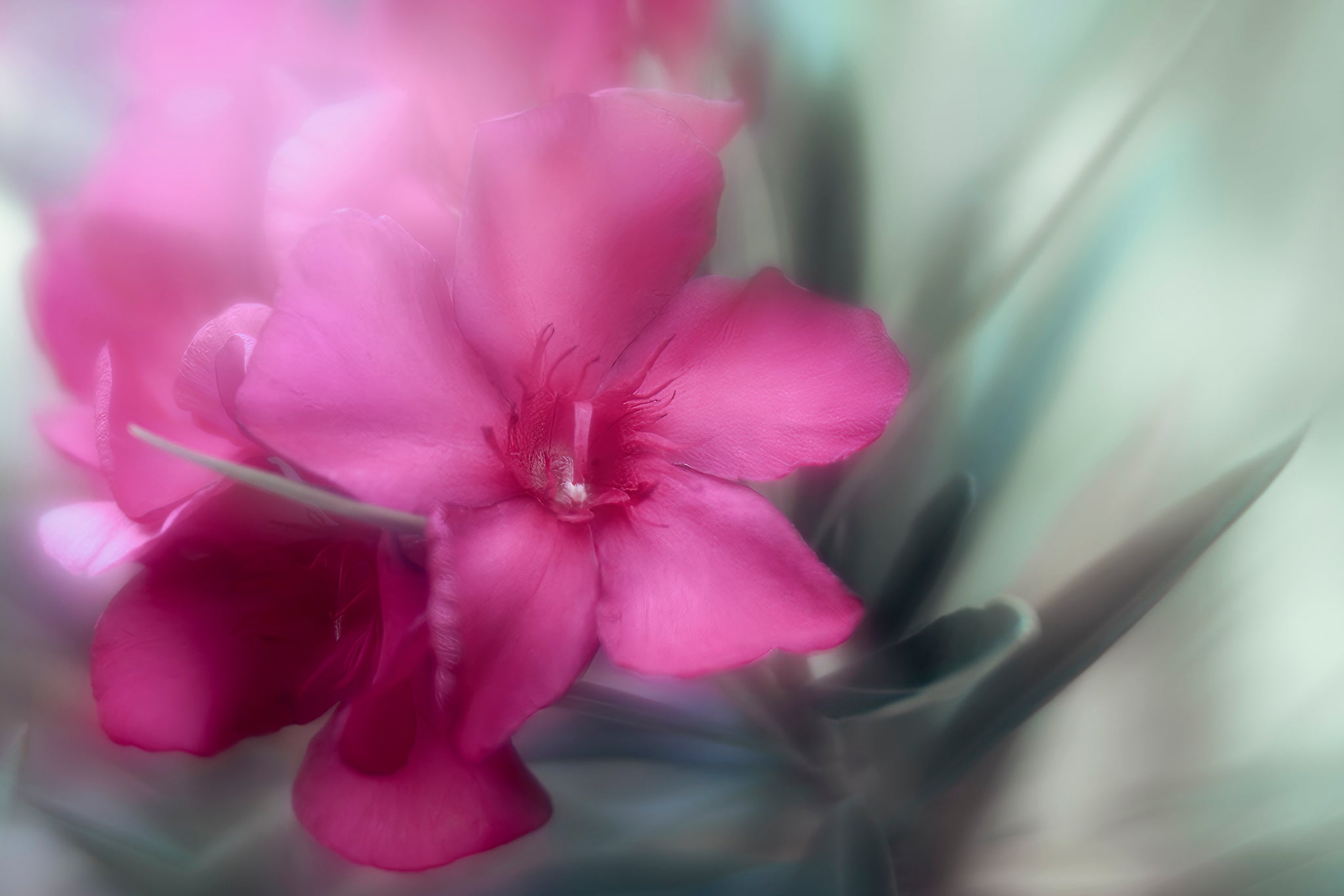 Photography of a red oleander by Cameron Dreaux, printed on metal. 