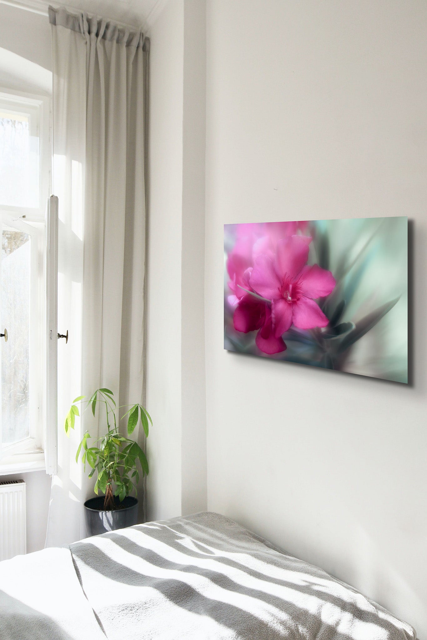 Photography of a red oleander by Cameron Dreaux, printed on metal. Photograph is hanging on the wall of a bedroom with sunlight shining through the window. 