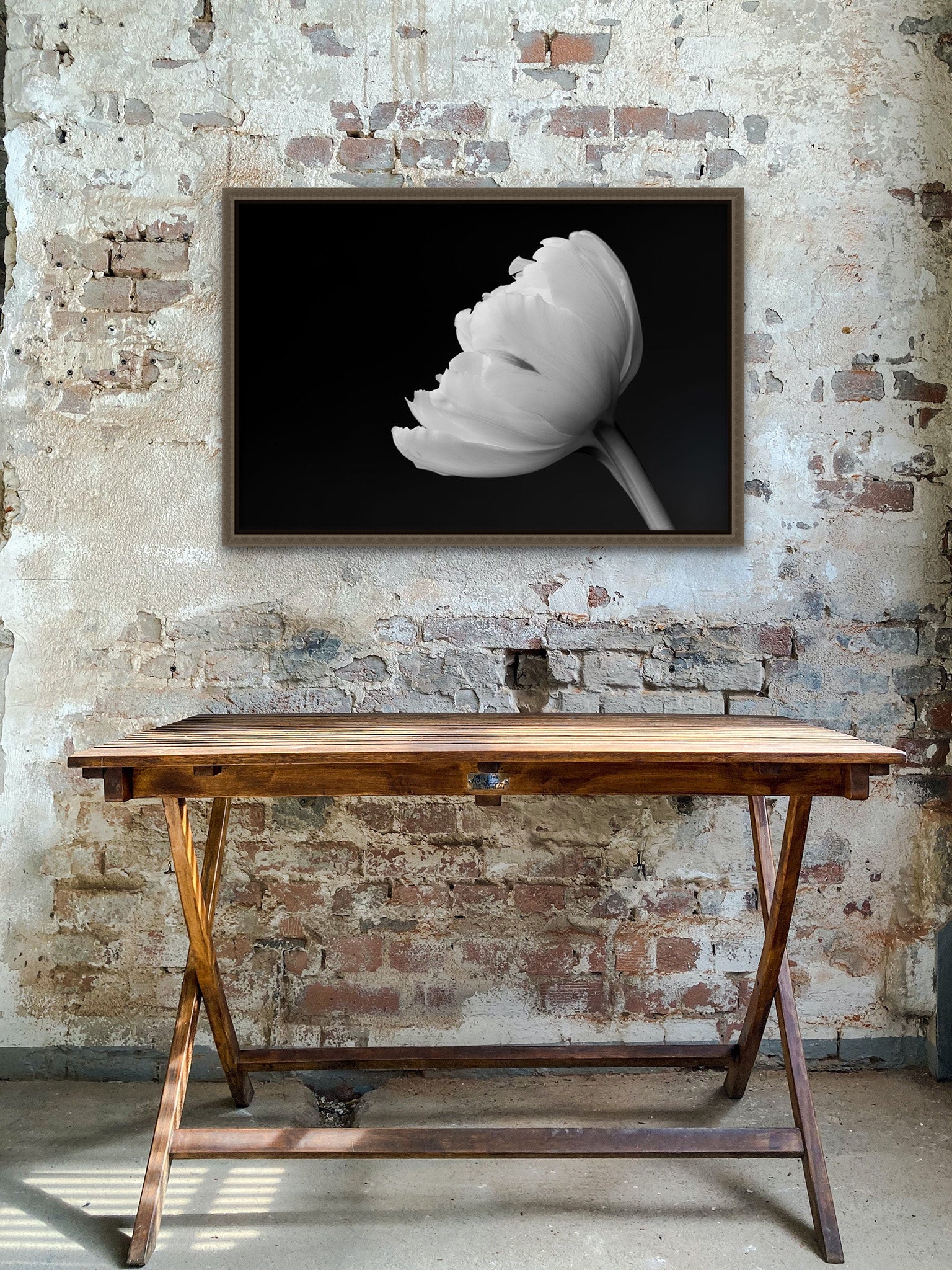 Photograph by Cameron Dreaux of a White parrot tulip on black background, hanging of the wall with a natural barnwood float frame around it. The wall is old brick and there is an empty table in the center of the frame. 