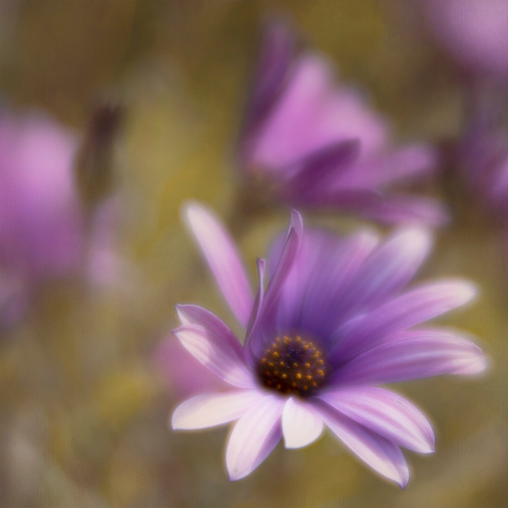 Fine art photograph of purple daisy blowing the in the wind. The photograph is by Cameron Dreaux. 