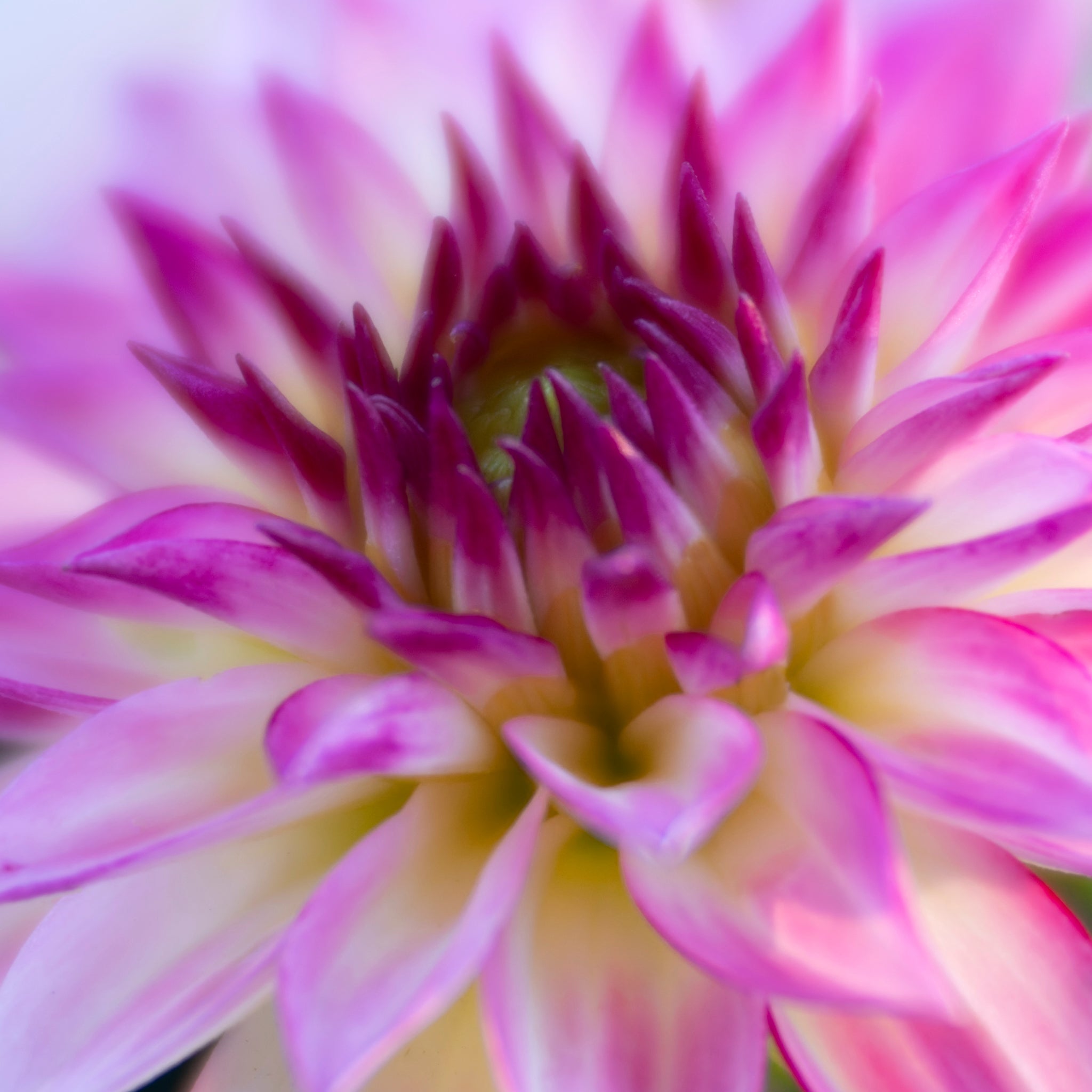 Up close macro fine art photograph of purple and white dahlia flower by Cameron Dreaux. 