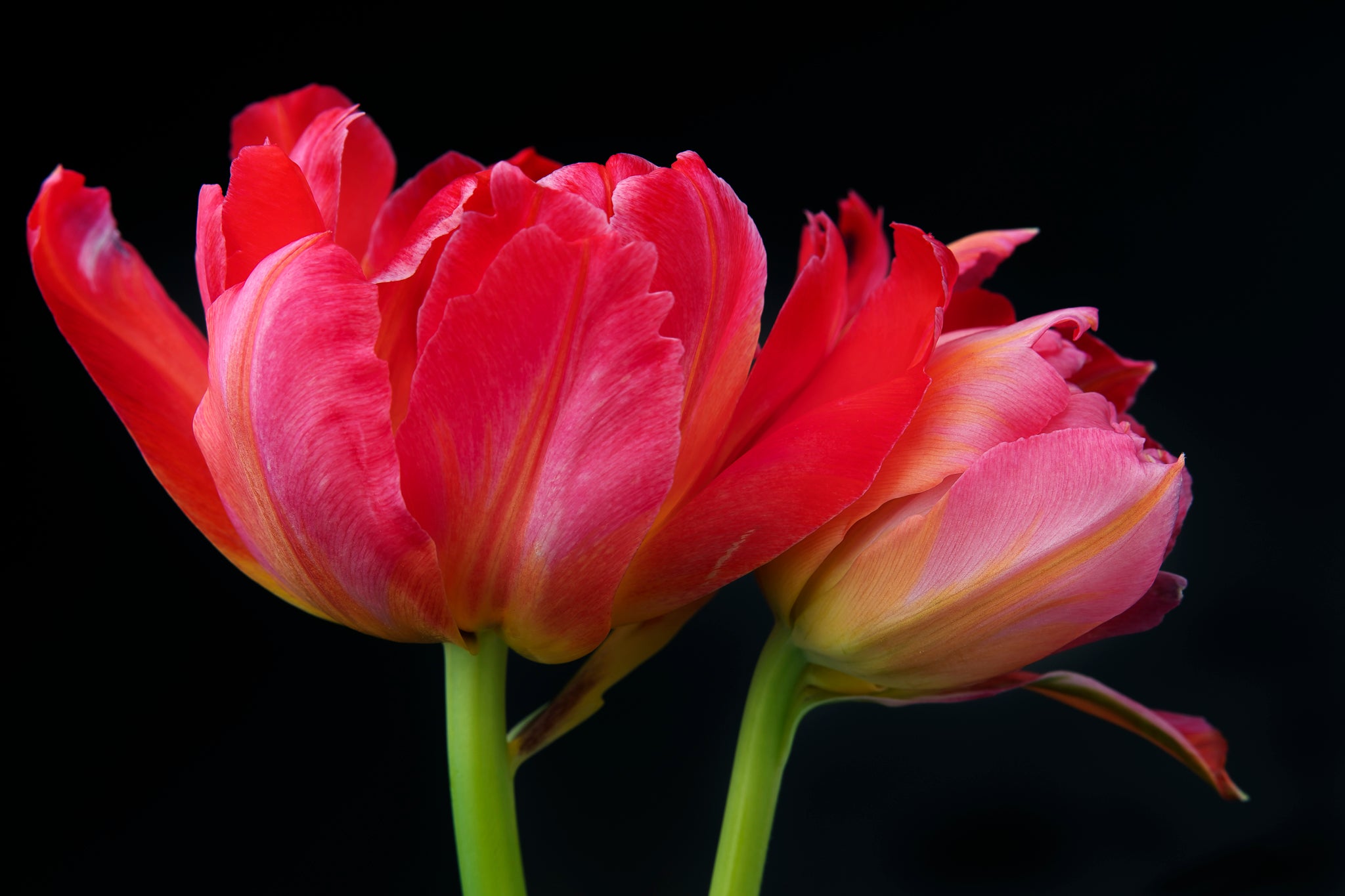 Against a backdrop of darkness, the brilliant colors of parrot tulips stood out like jewels in the night. This beautiful flower art is available as a framed metal print.