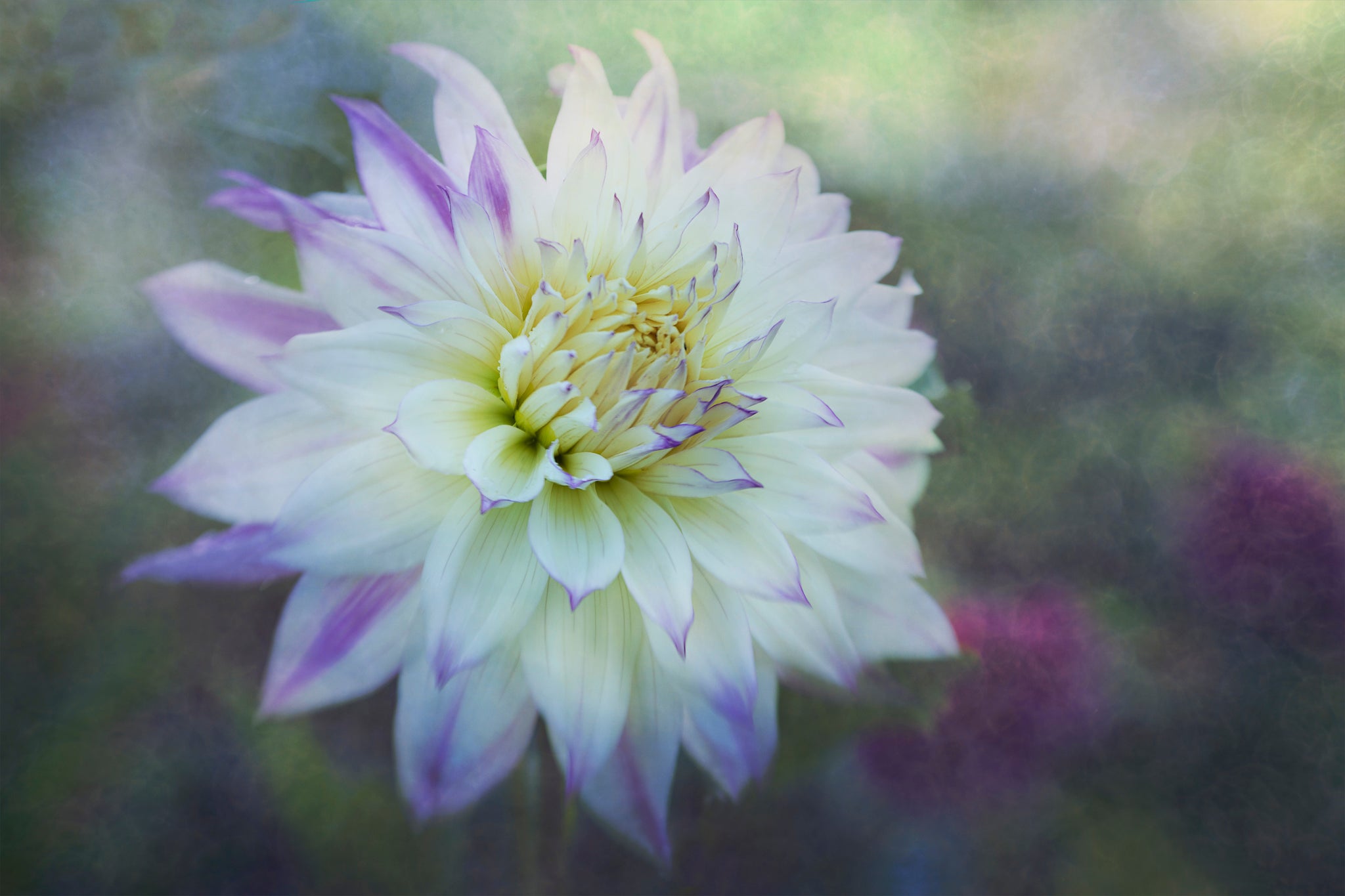 Photograph by Cameron Dreaux of a white and purple Dahlia against a misty morning backdrop. 