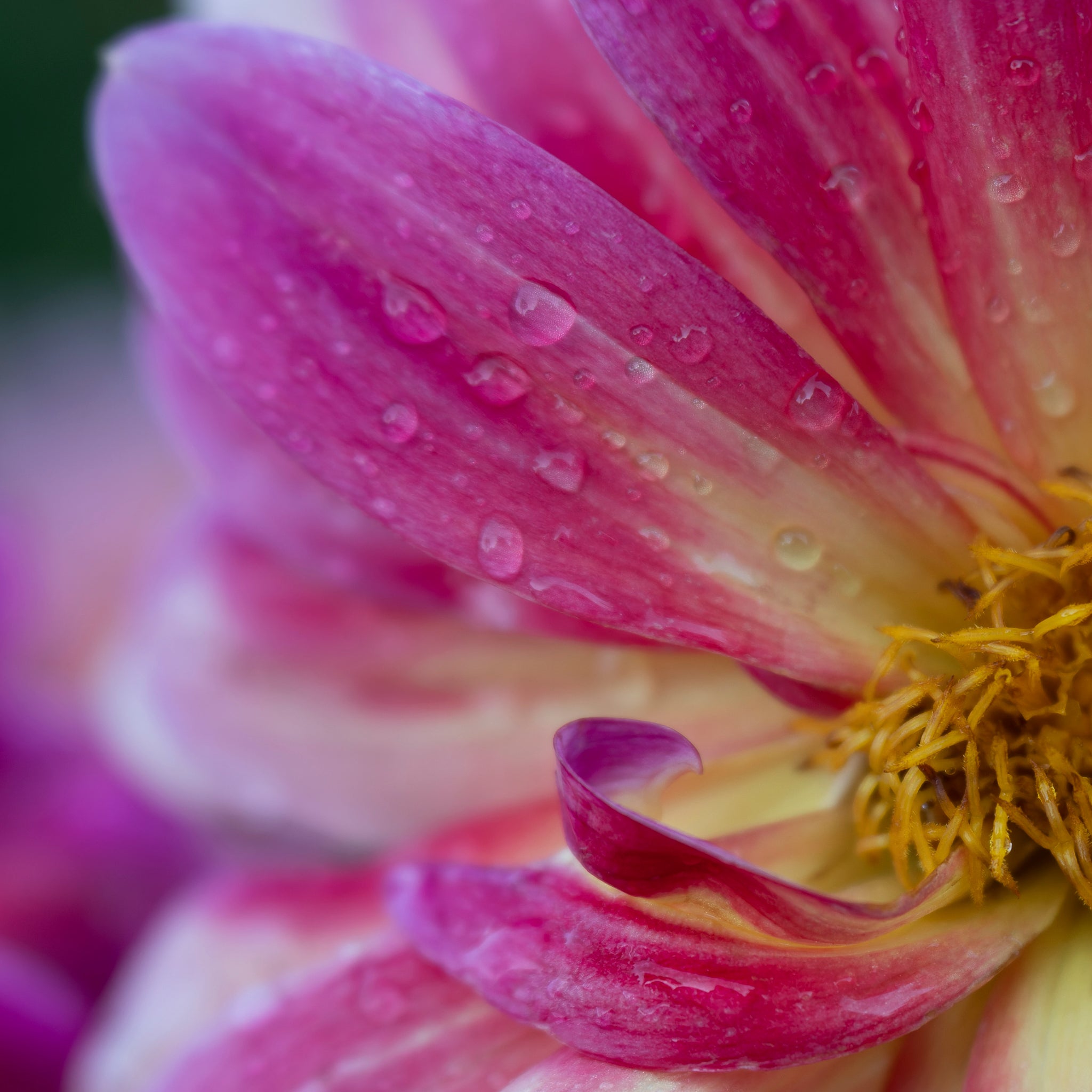 Fine art macro photograph of a pink Dahlia flower by Cameron Dreaux. 