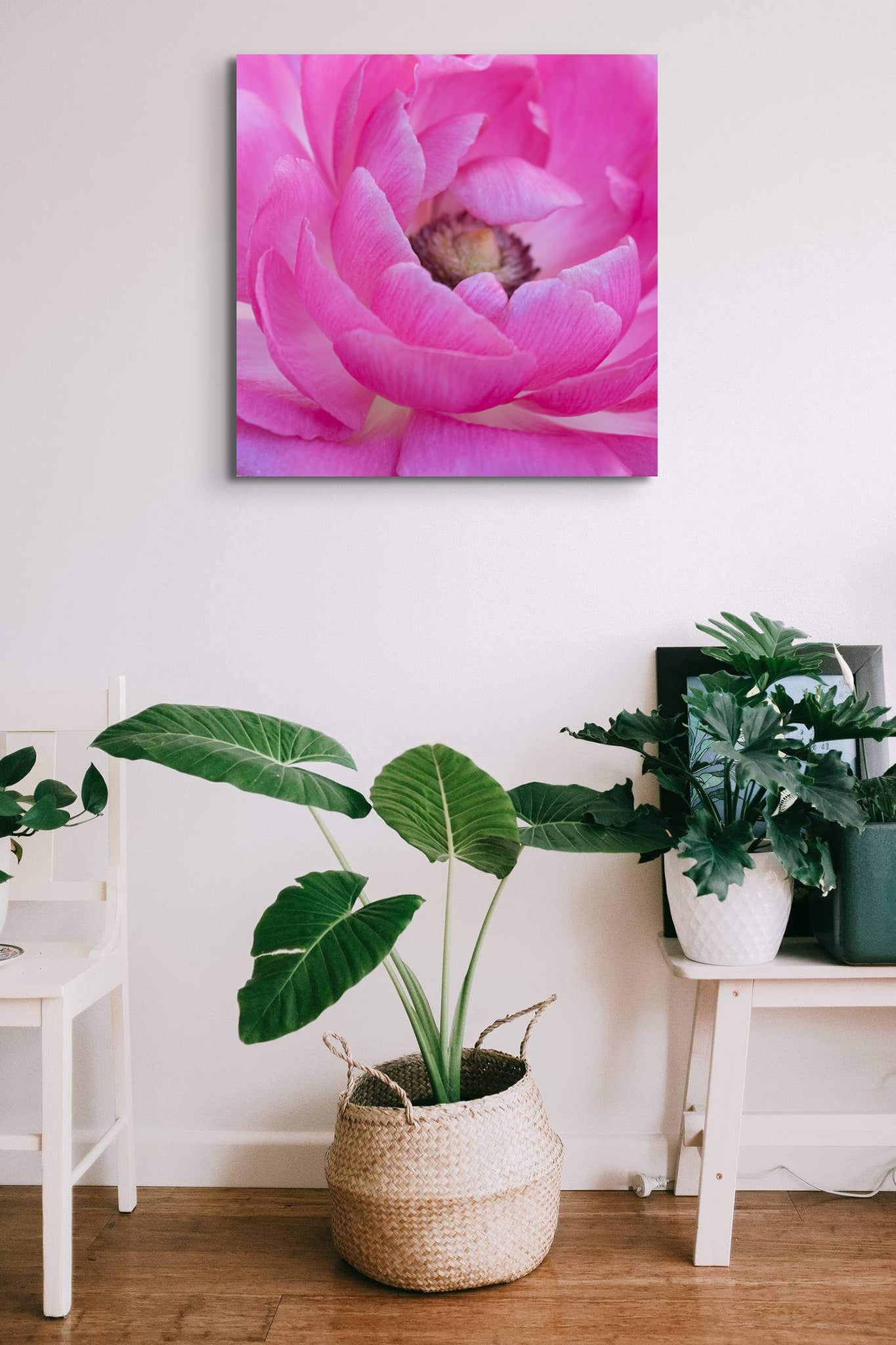 Picture hanging on a wall with a room full of potted plants. The picture on the wall is a fine art macro photograph of a pink ranunculus flower by Cameron Dreaux. 