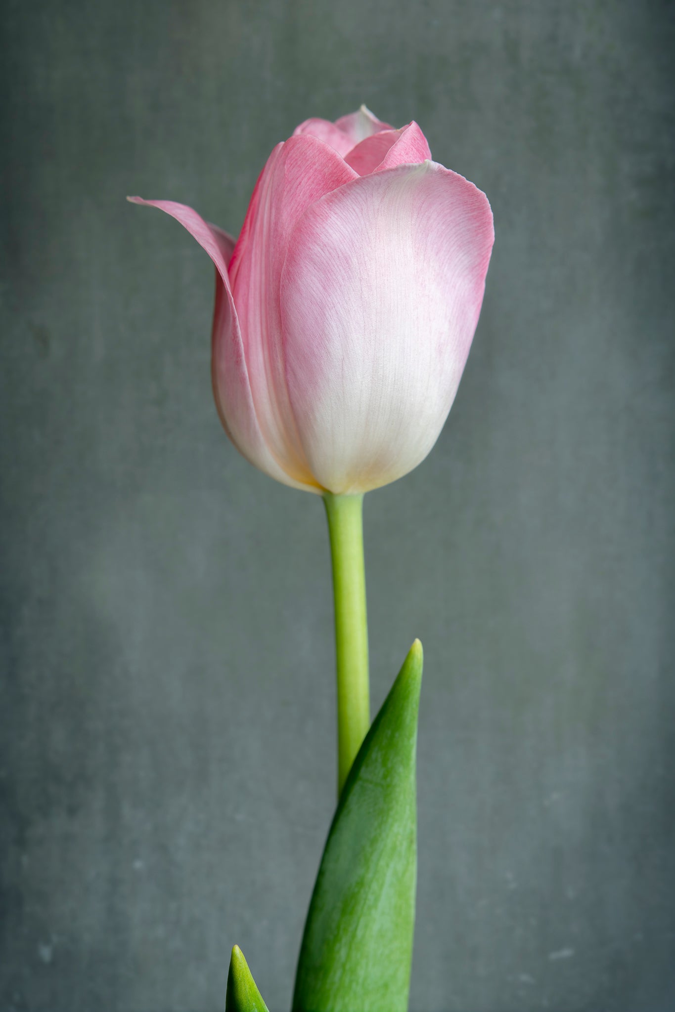 Fine Art Photograph of a singular pink tulip flower on a grey background by Cameron Dreaux. 
