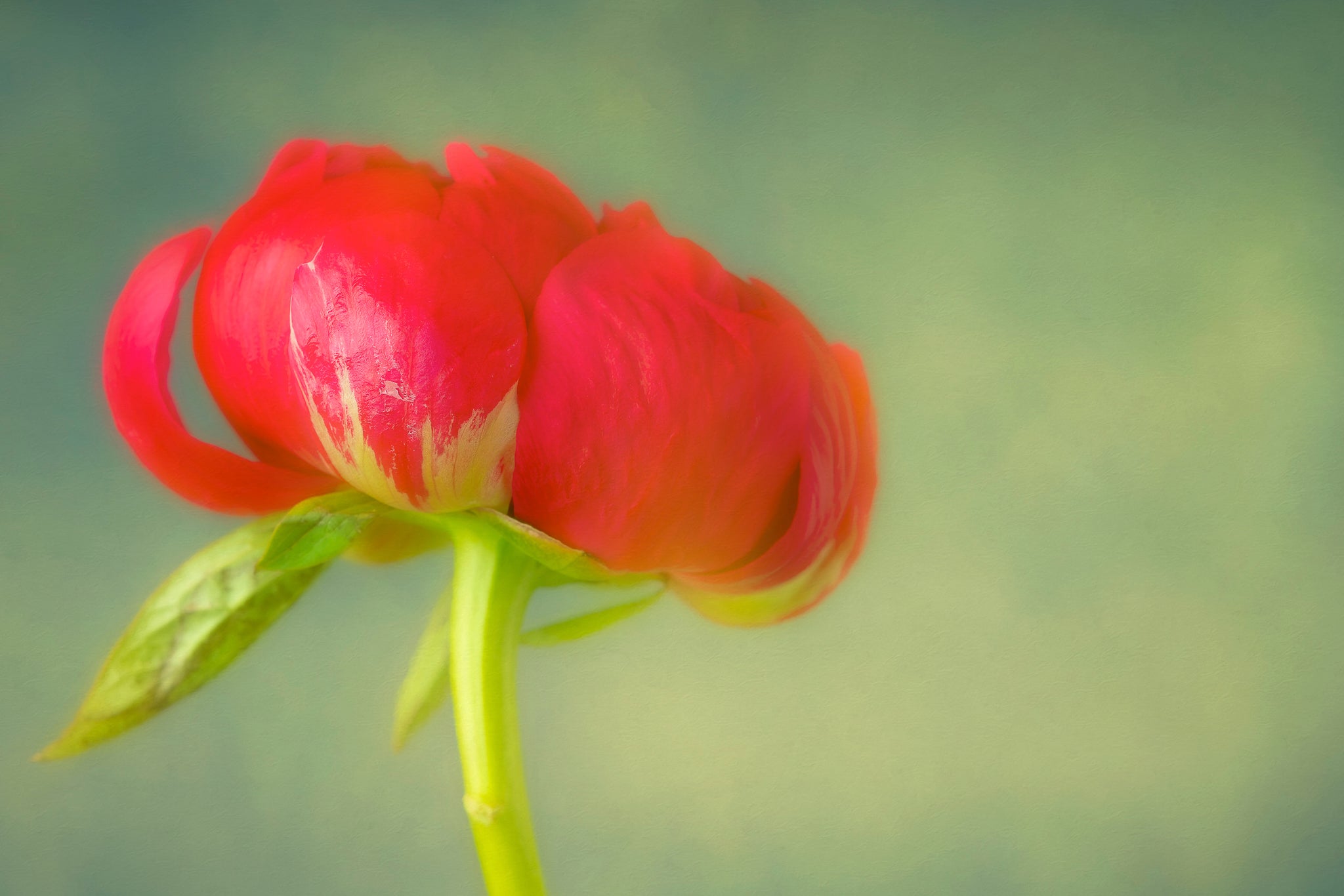 Flower photograph of Red Peony on green background by Cameron Dreaux. 