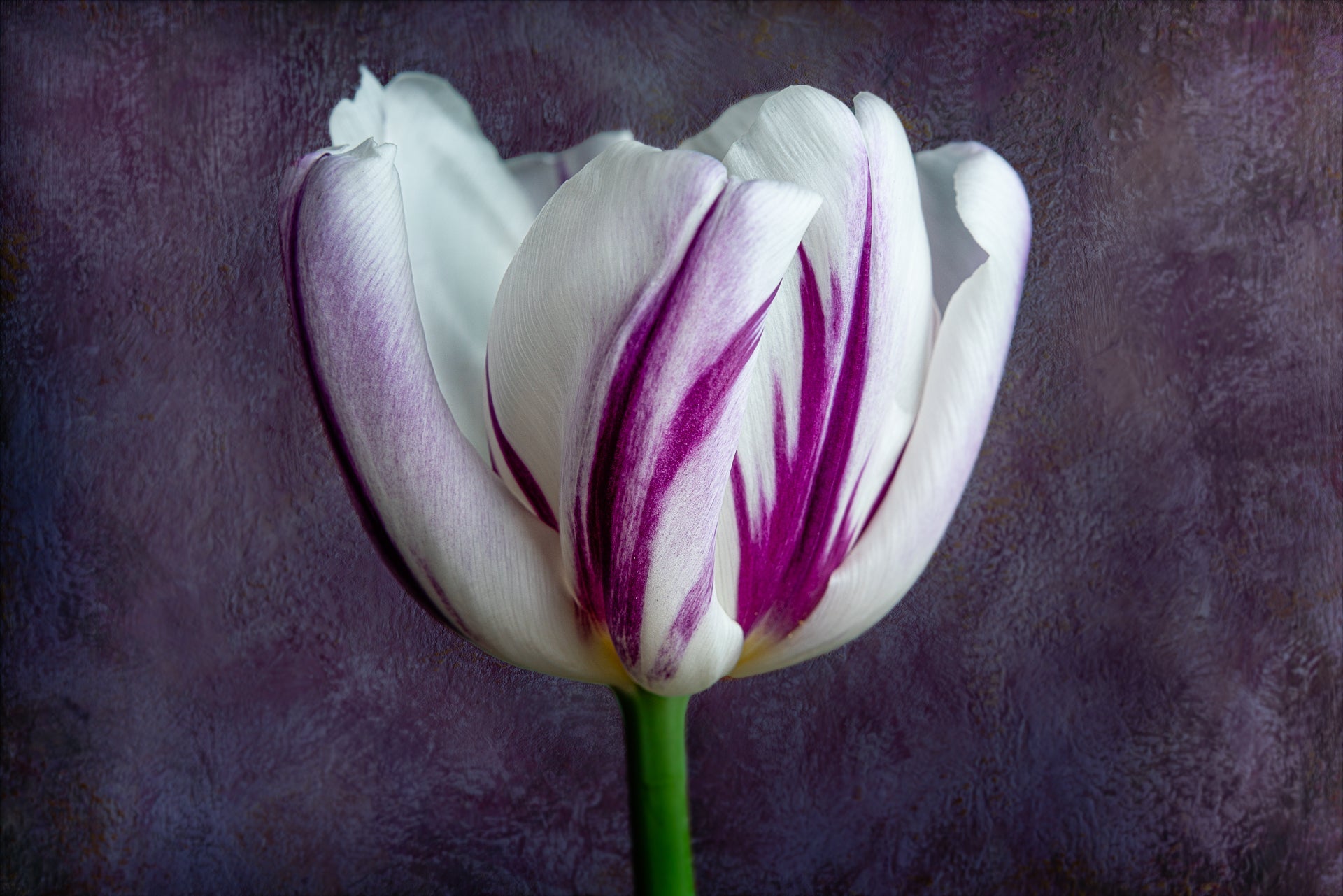 Purple tulip fine art