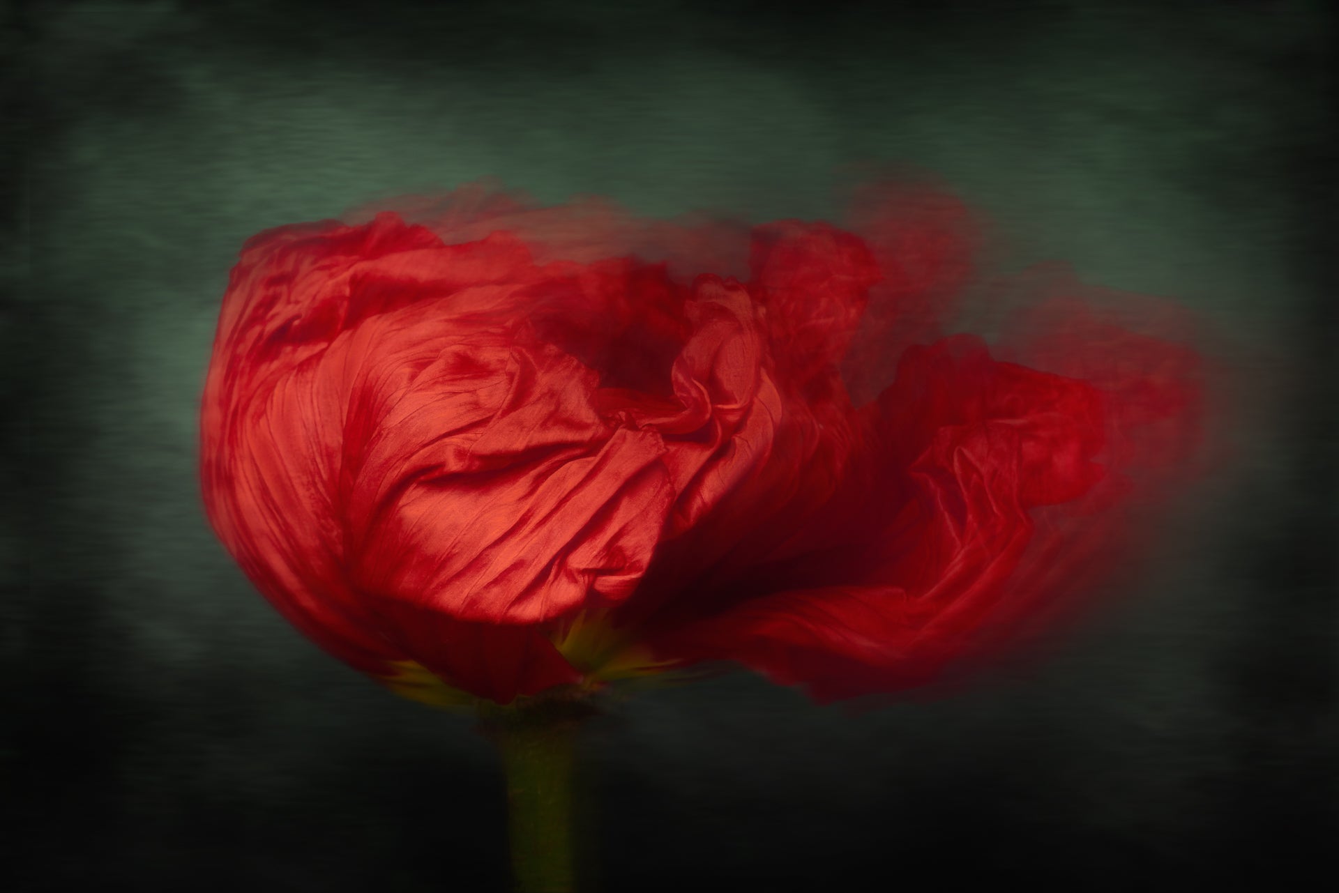 Red Poppy Blowing in the wind
