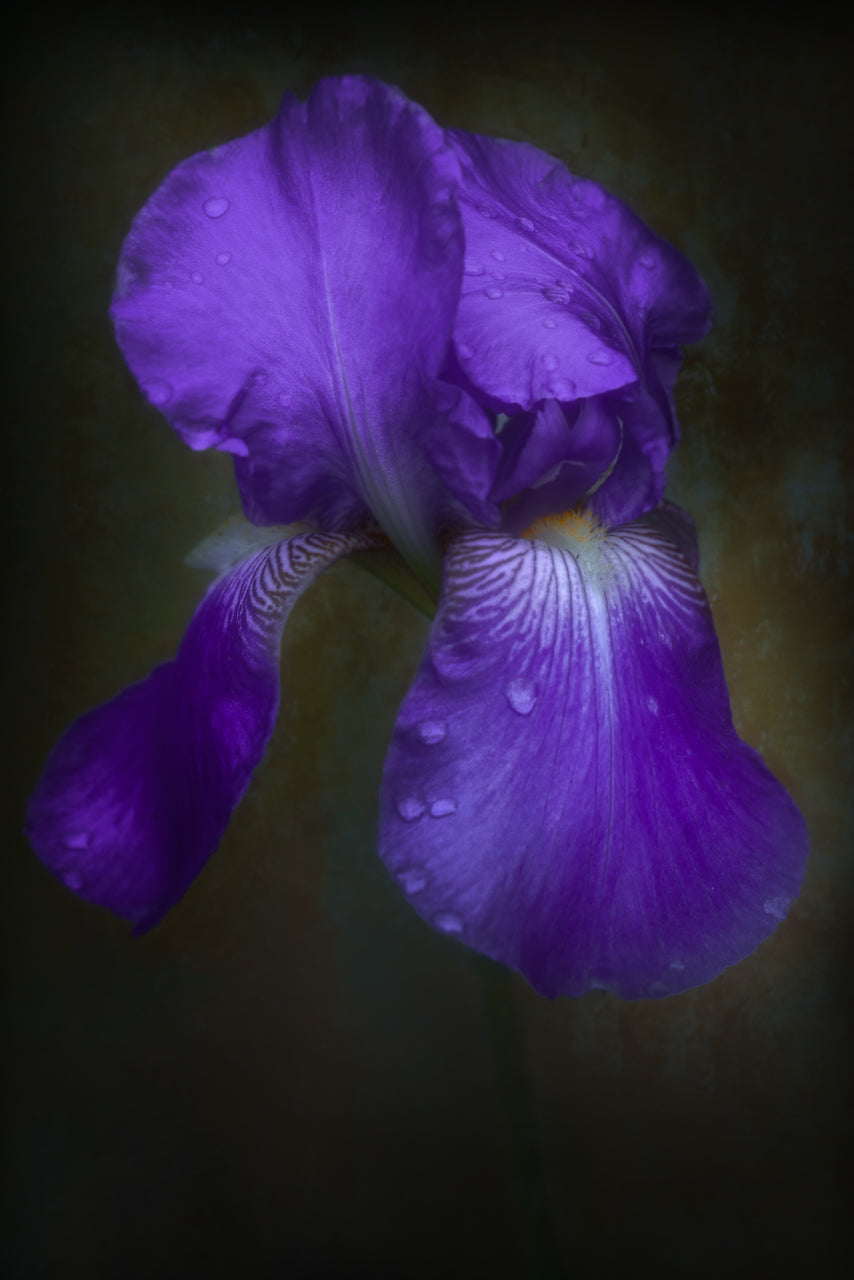 Iris'