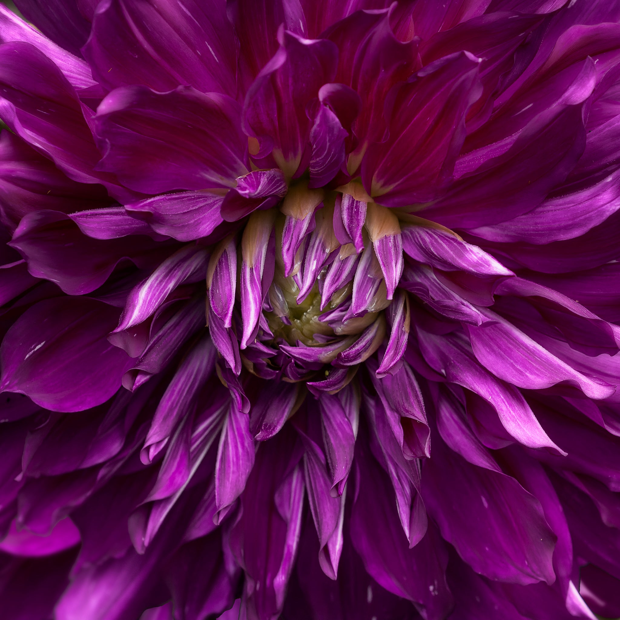 Fine art macro photograph of a purple Dahlia by Cameron Dreaux. 