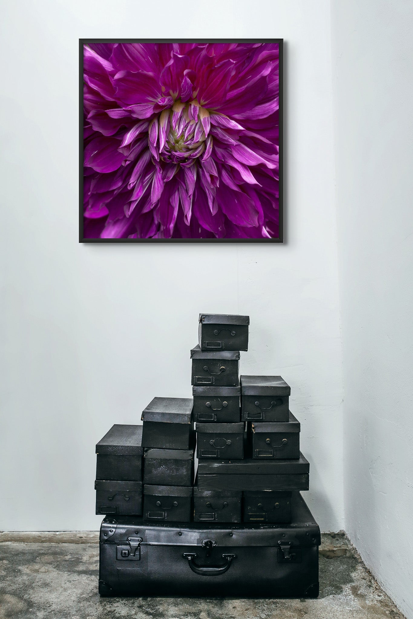Picture hanging on the wall of a room. There is a stack of black suitcases and metal boxes on the room floor.The picture is a fine art macro photograph of a purple Dahlia by Cameron Dreaux. 