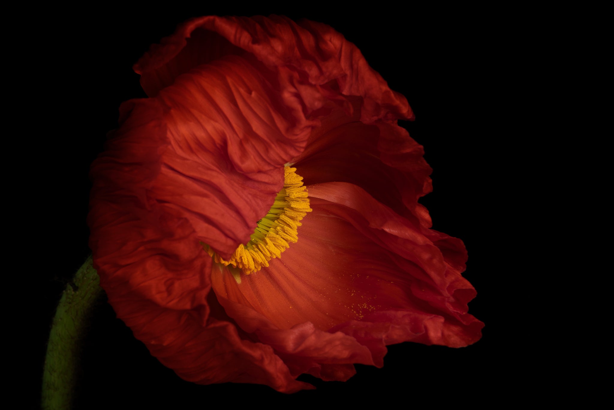 Fine art Flower Photography of an Icelandic Poppy titled "Bashful" by Cameron Dreaux of Dreaux Fine Art. 