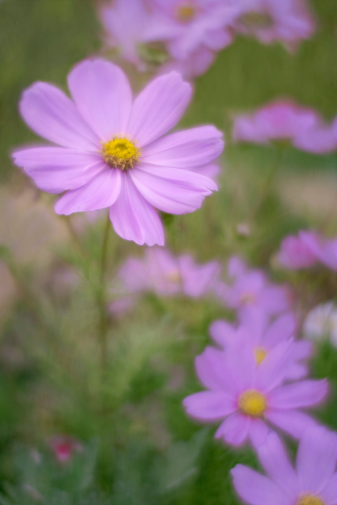 Fine art flower photograph of purple Cosmopolitan flower by Cameron Dreaux. 