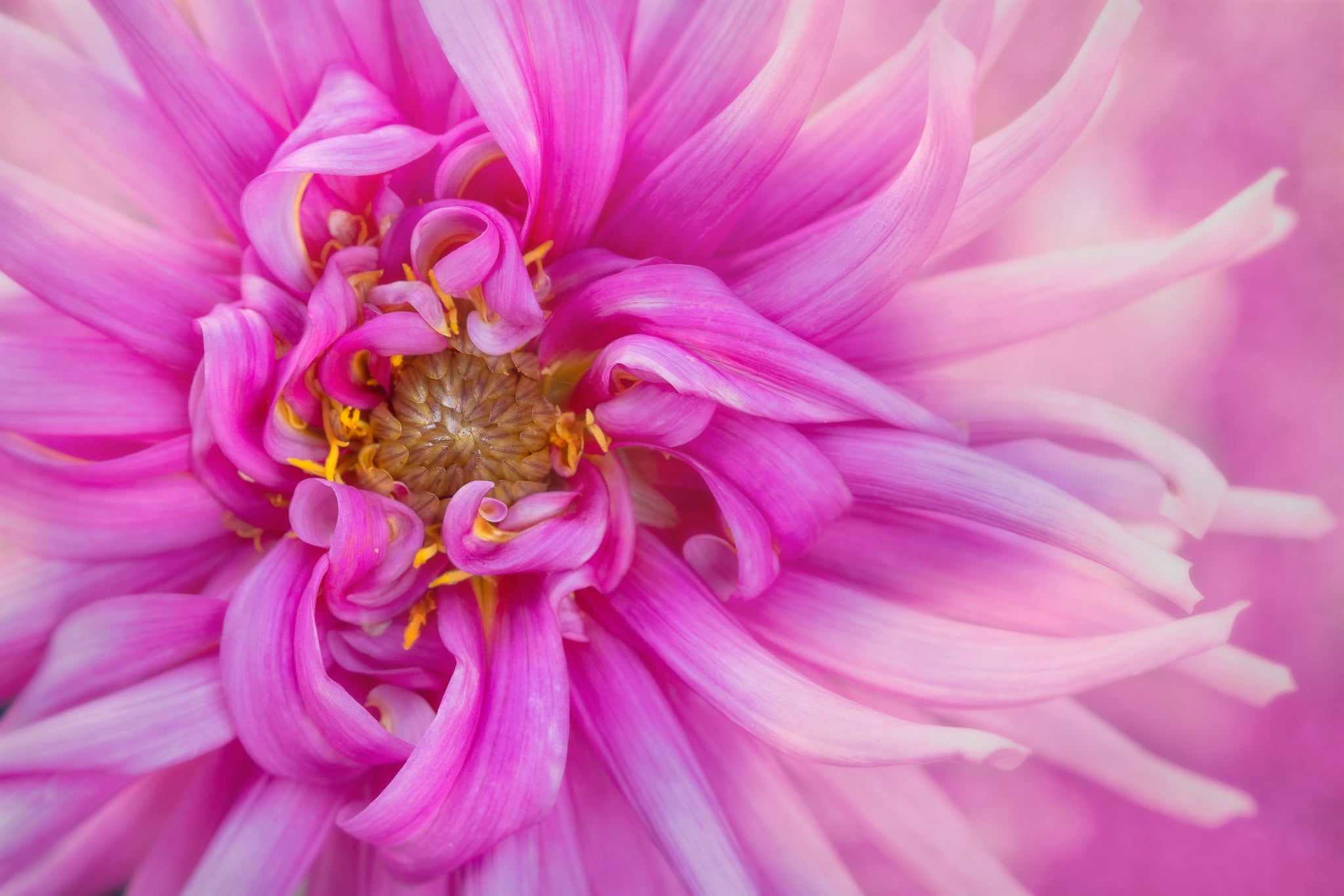 Vibrant macro photo of a pink dahlia by Cameron Dreaux. Printed on high-quality metal. 