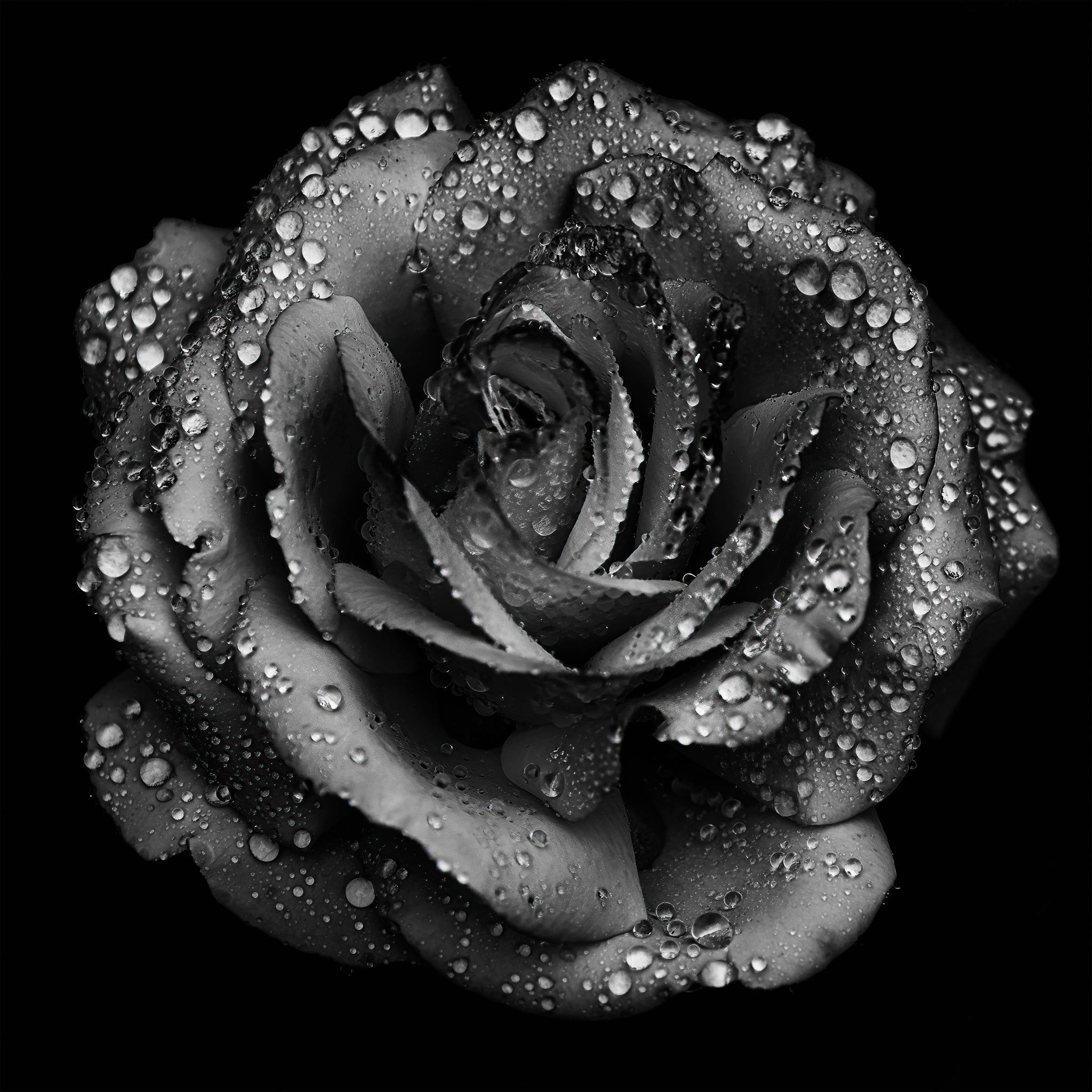 Black and white fine art photograph of a rose by Cameron Dreaux. 