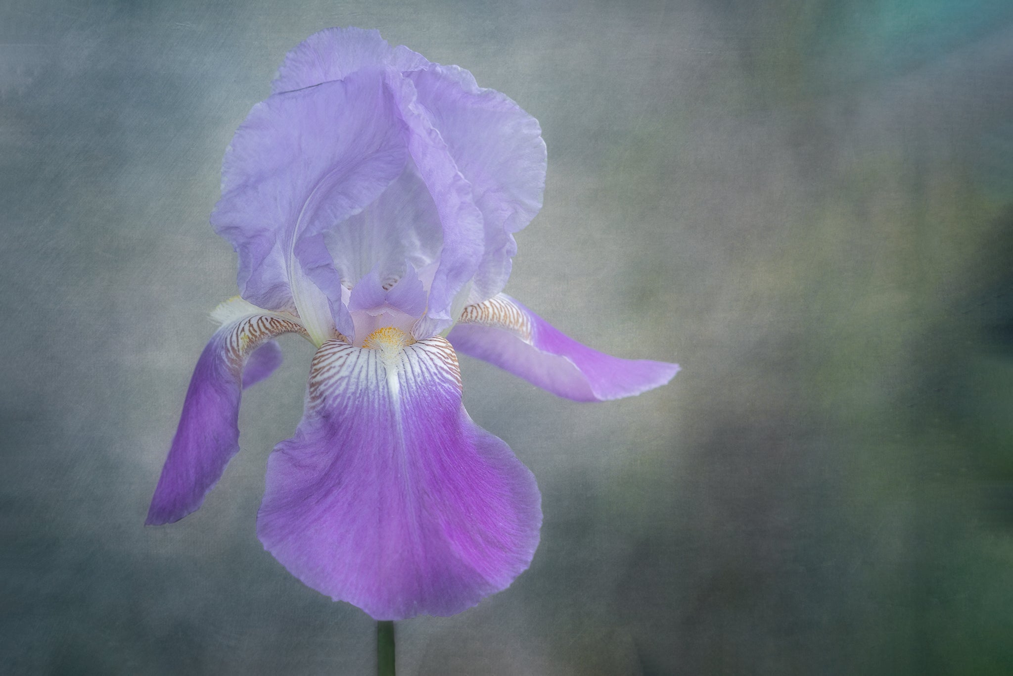 Fine art flower photograph of a purple Iris flower titled "Empowered" by Cameron Dreaux of Dreaux Fine Art.