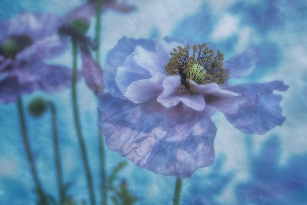 Metal print of "Ethereal Beauty" by Cameron Dreaux of Dreaux Fine Art. The print is a photograph of blue poppies. 