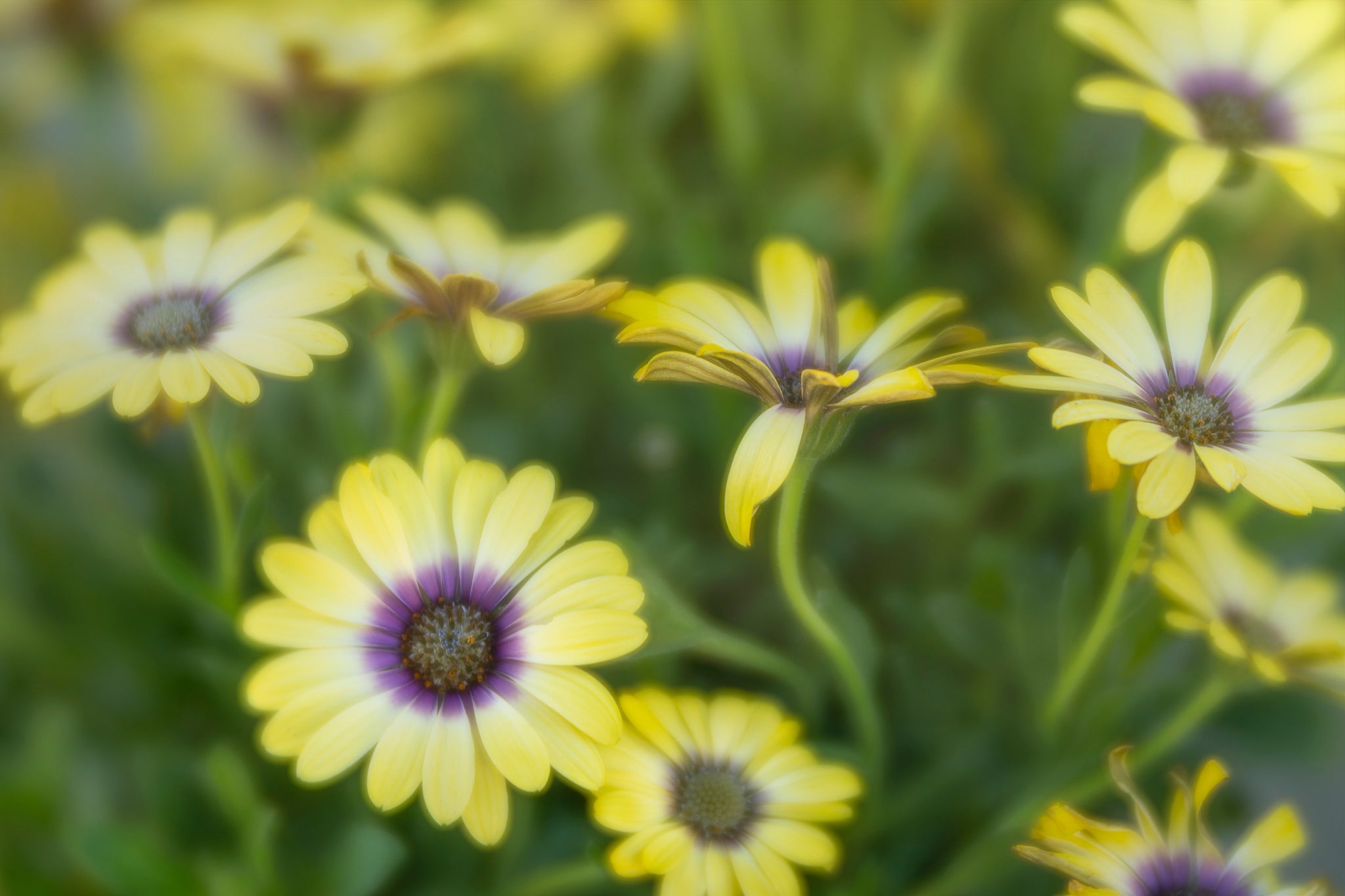 Fine art flower photograph by Cameron Dreaux of yellow daisies in the sunlight with a green background. 