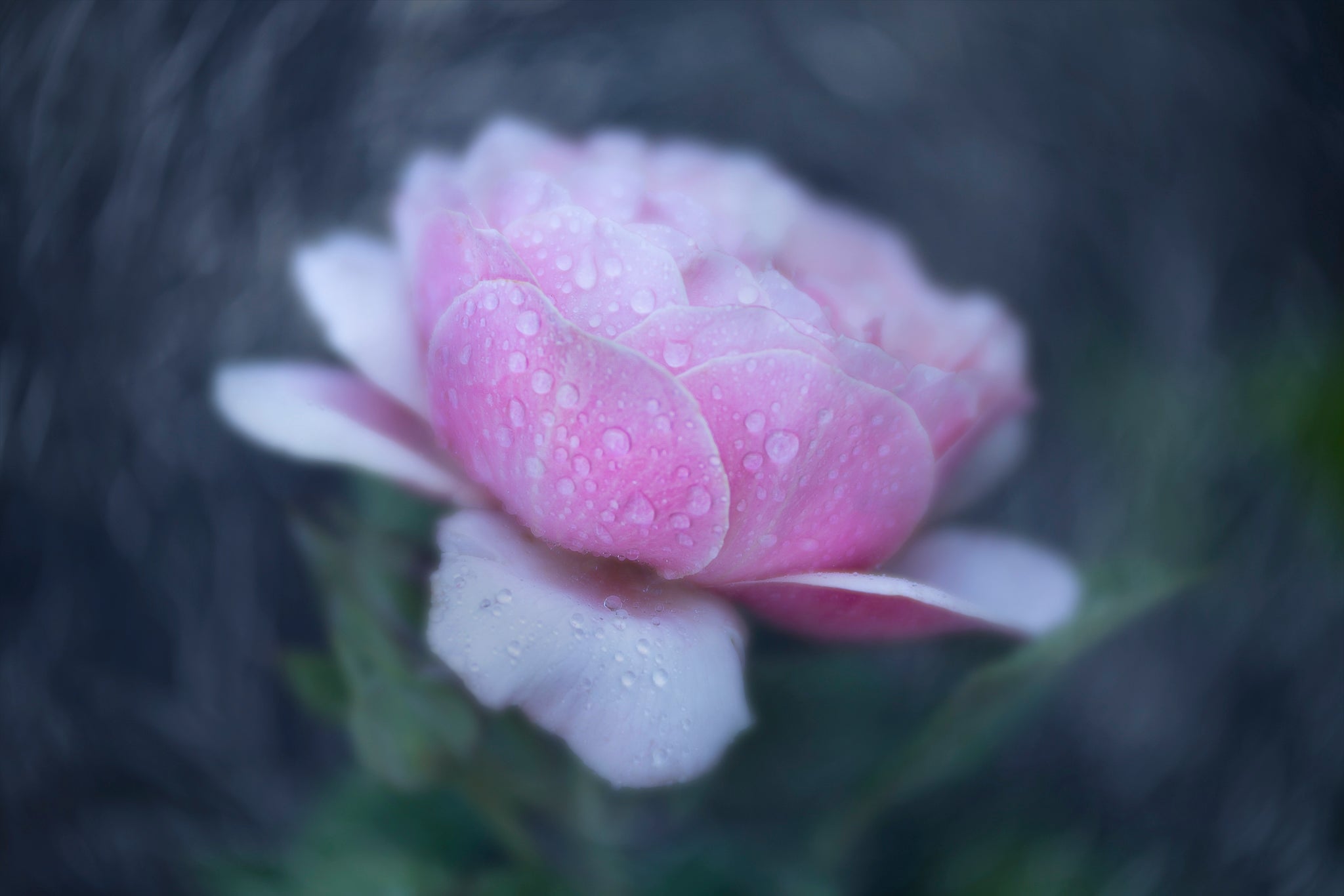 Flower photograph for Pink rose with raindrops by Cameron Dreaux. 