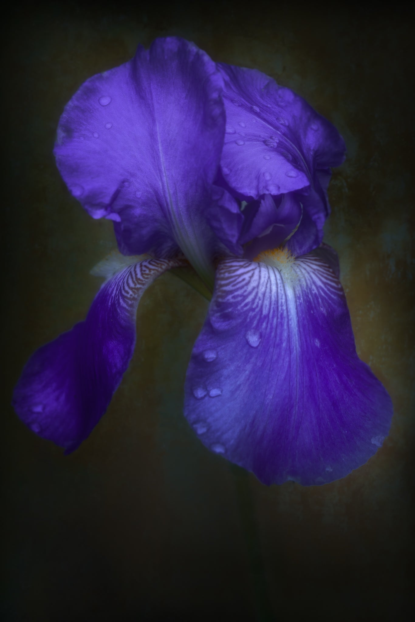 Fine art photograph of an Iris flower titled "Righteous" by Cameron Dreaux of Dreaux Fine Art. 