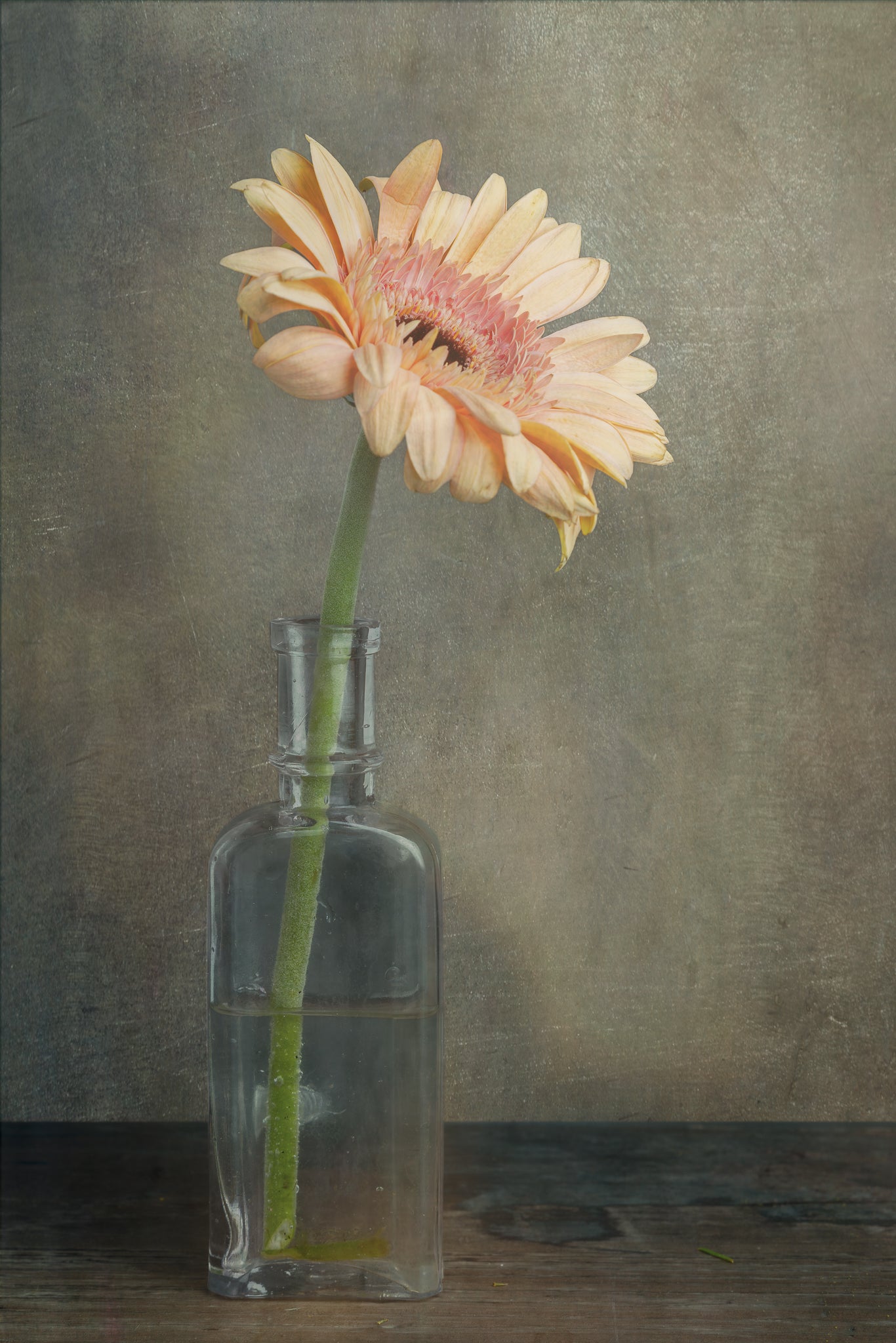 Fine art flower photograph of a Gerber daisy in an old bottle titled "Summer Day" by Cameron Dreaux of Dreaux Fine Art.