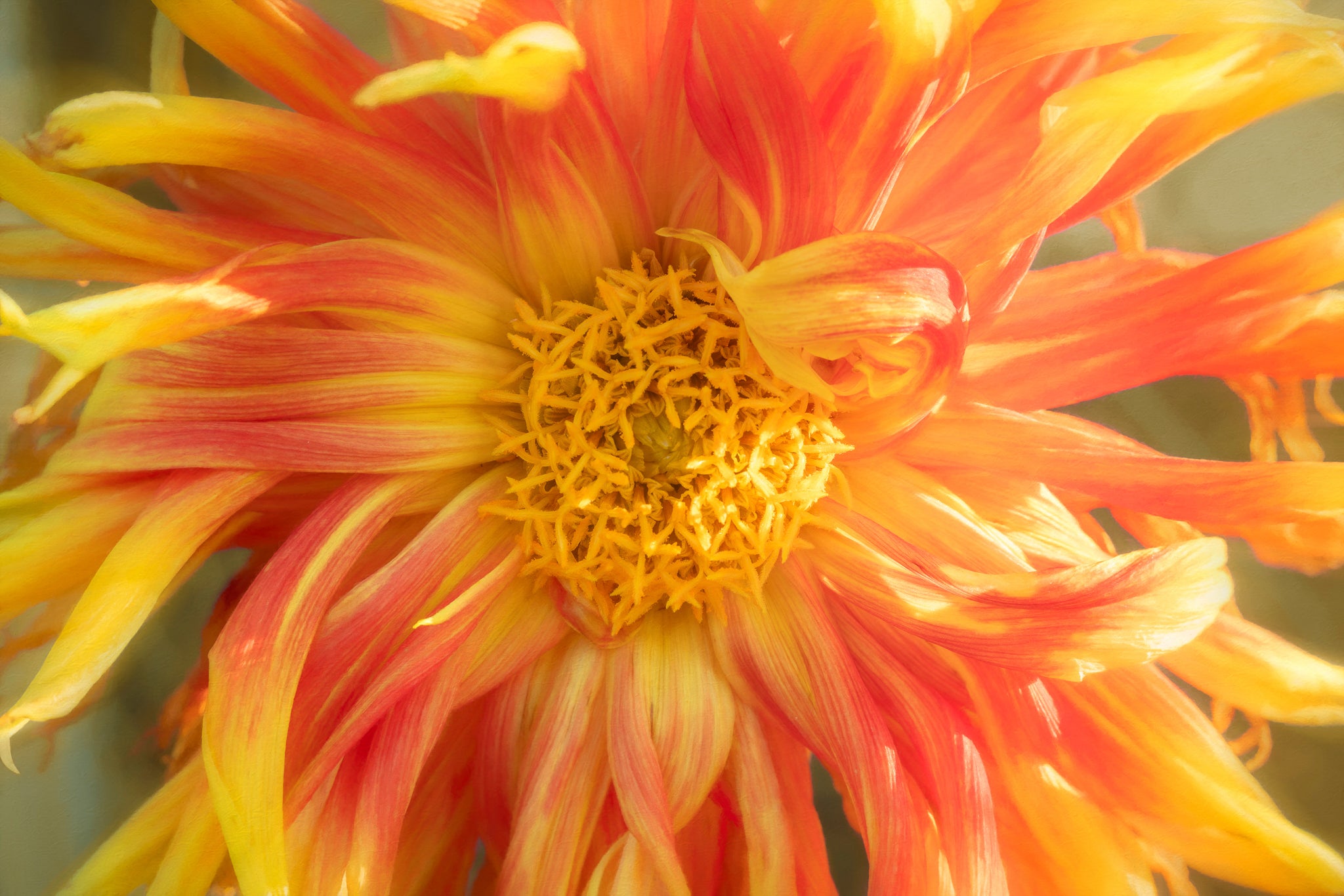 Photograph of flowing yellow dahlia flower by Cameron Dreaux. 