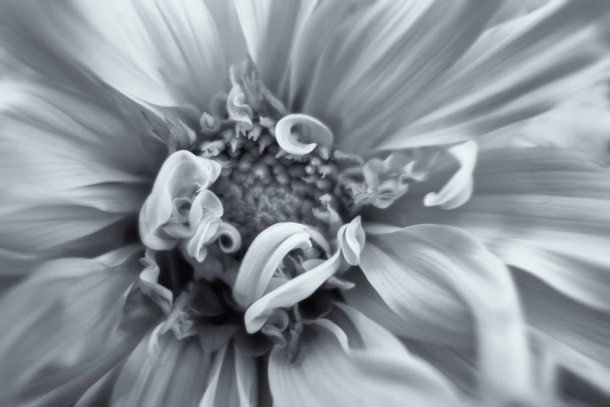 Black and white flower photograph of a dahlia flower titled "A Dash of Elegance" by Cameron Dreaux of Dreaux Fine Art.
