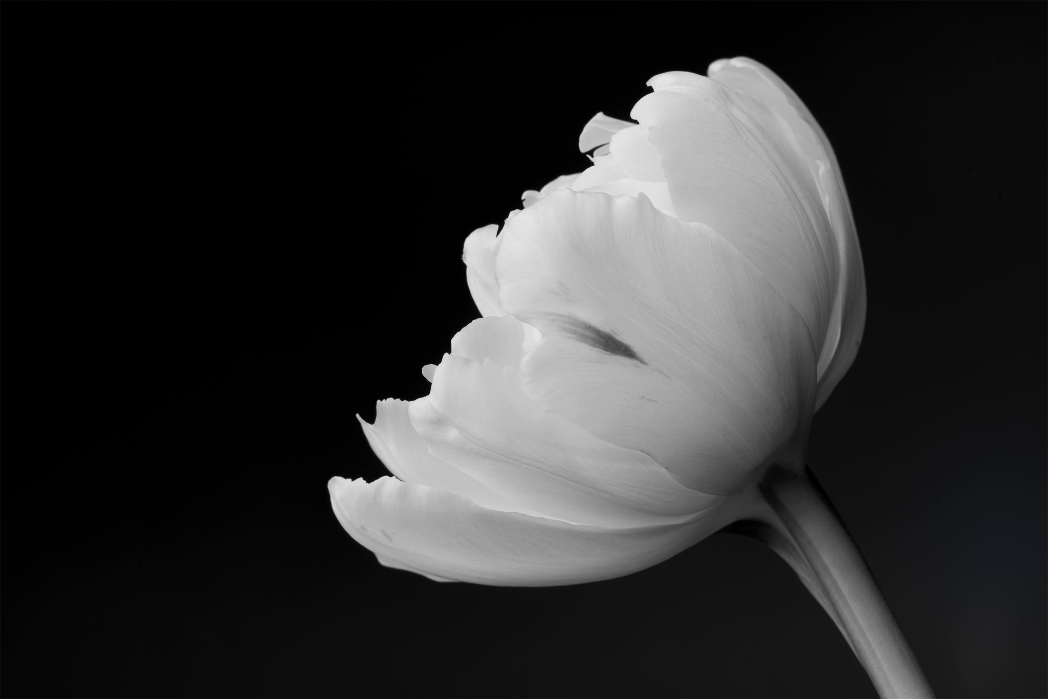 Photography by Cameron Dreaux of a White parrot tulip on black background. 