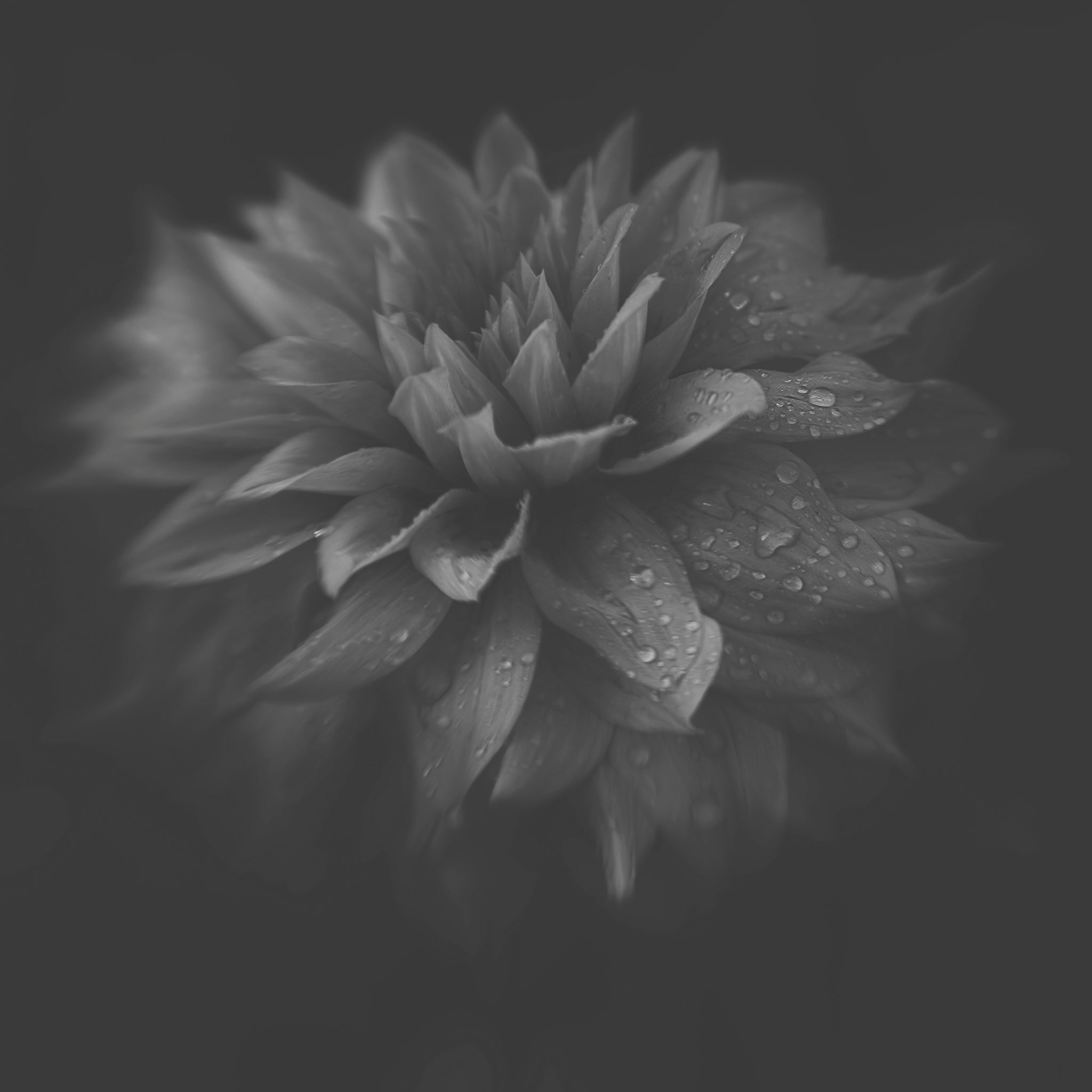 Black and white macro photograph of Dahlia by Cameron Dreaux. 