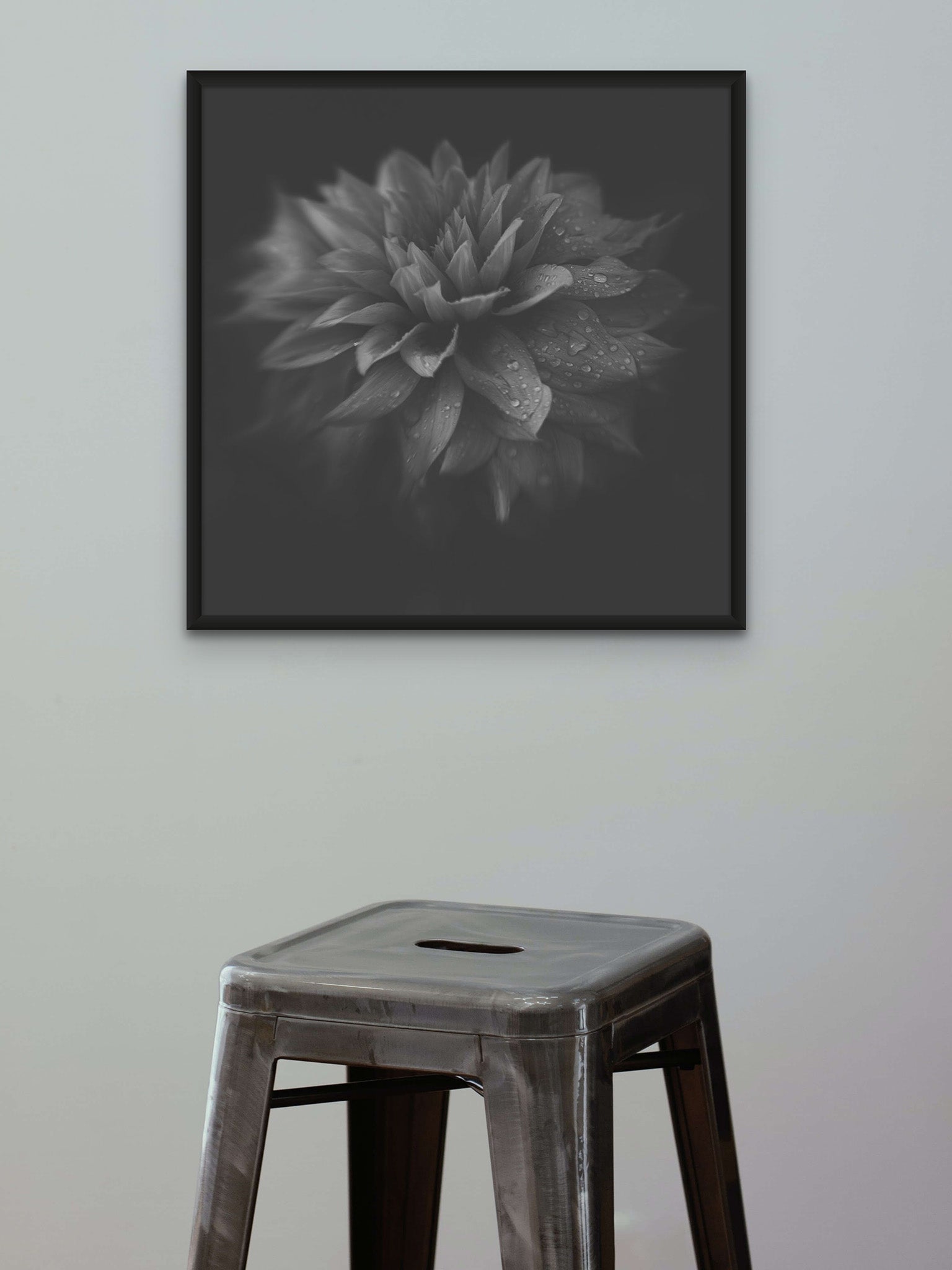 Picture on the wall of a room. There is a stool in the middle of the room. The picture on the wall is a black and white macro photograph of Dahlia by Cameron Dreaux. 