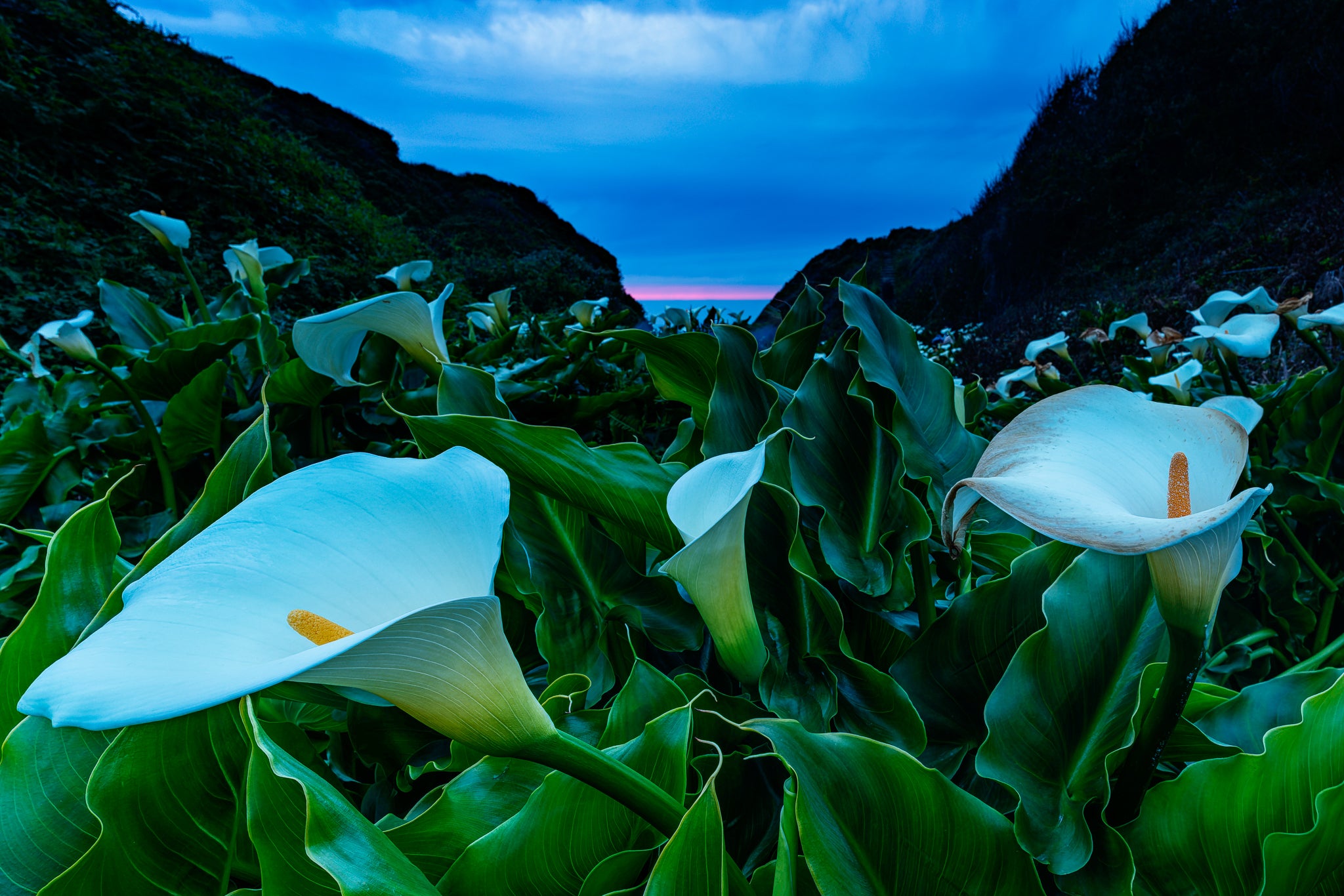 The picture is a fine art landscape photograph titled "Calla Lily Valley" by Cameron Dreaux of Dreaux Fine Art.