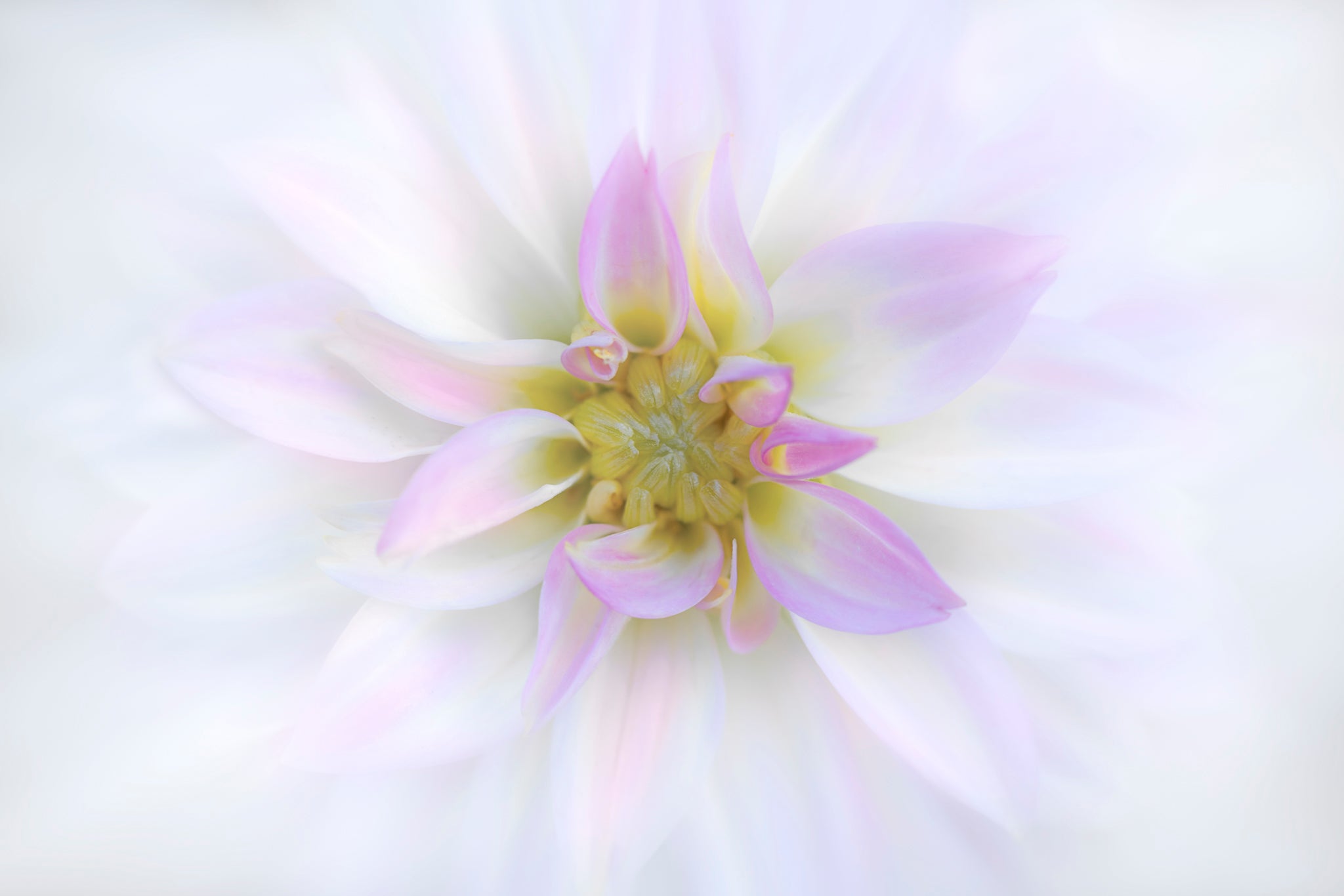 Flower photograph of white dahlia by Cameron Dreaux. 