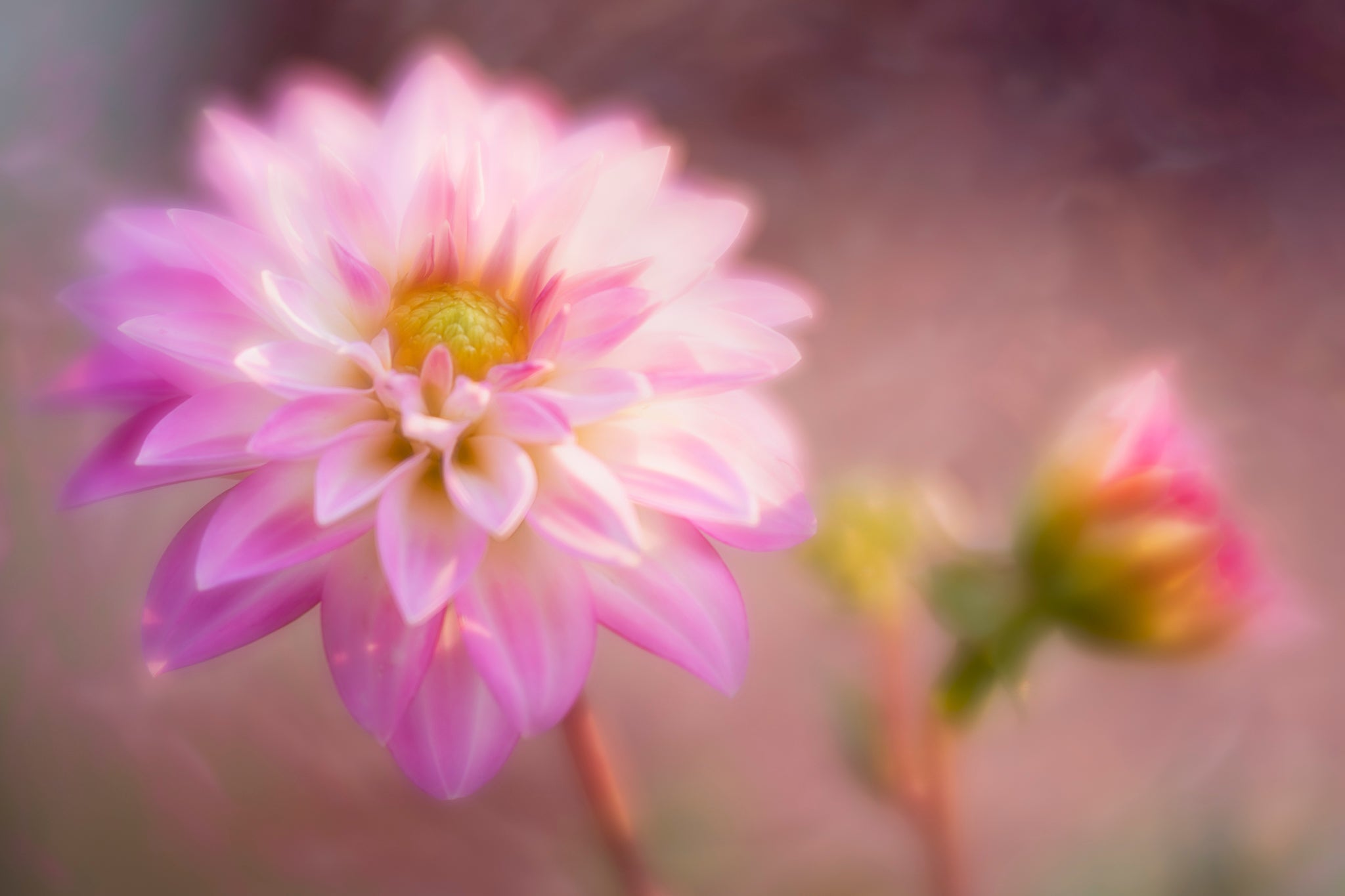 A beautiful picture of a Dahlia in the sunlight, taken by Cameron Dreaux.