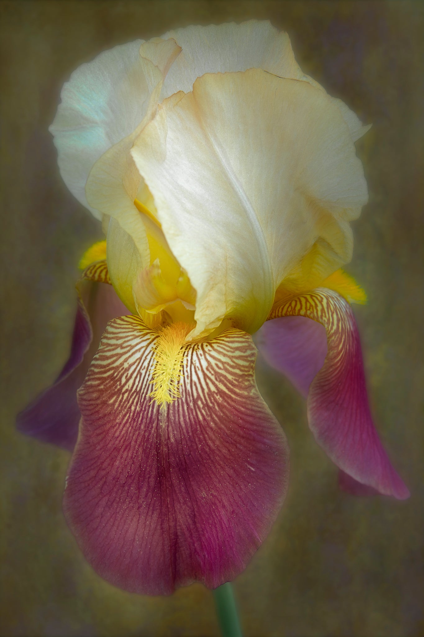 Flower photography of an Iris by Cameron Dreaux. 