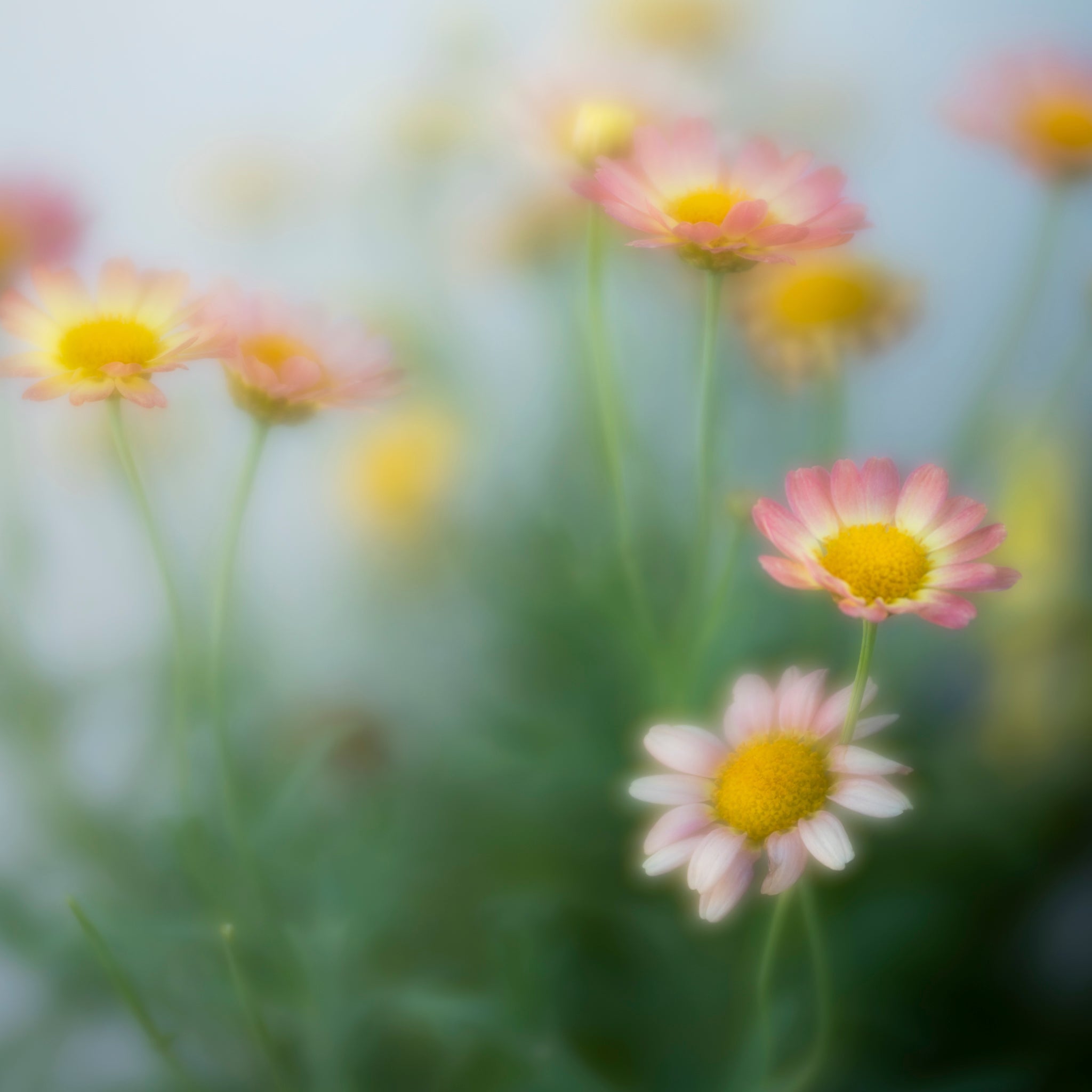 Fine art photograph of pastel flowers by Cameron Dreaux. 