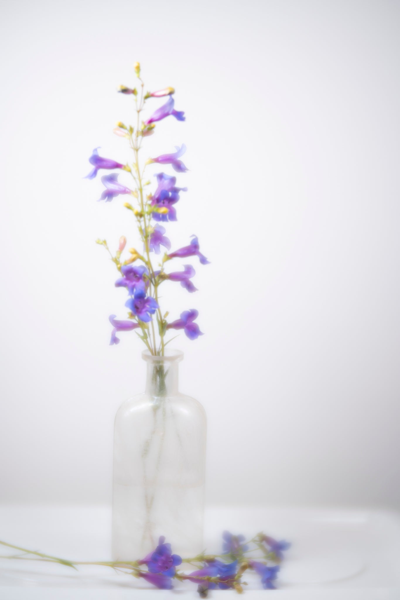 Fine art photograph of wildflowers in a jar by Cameron Dreaux. 