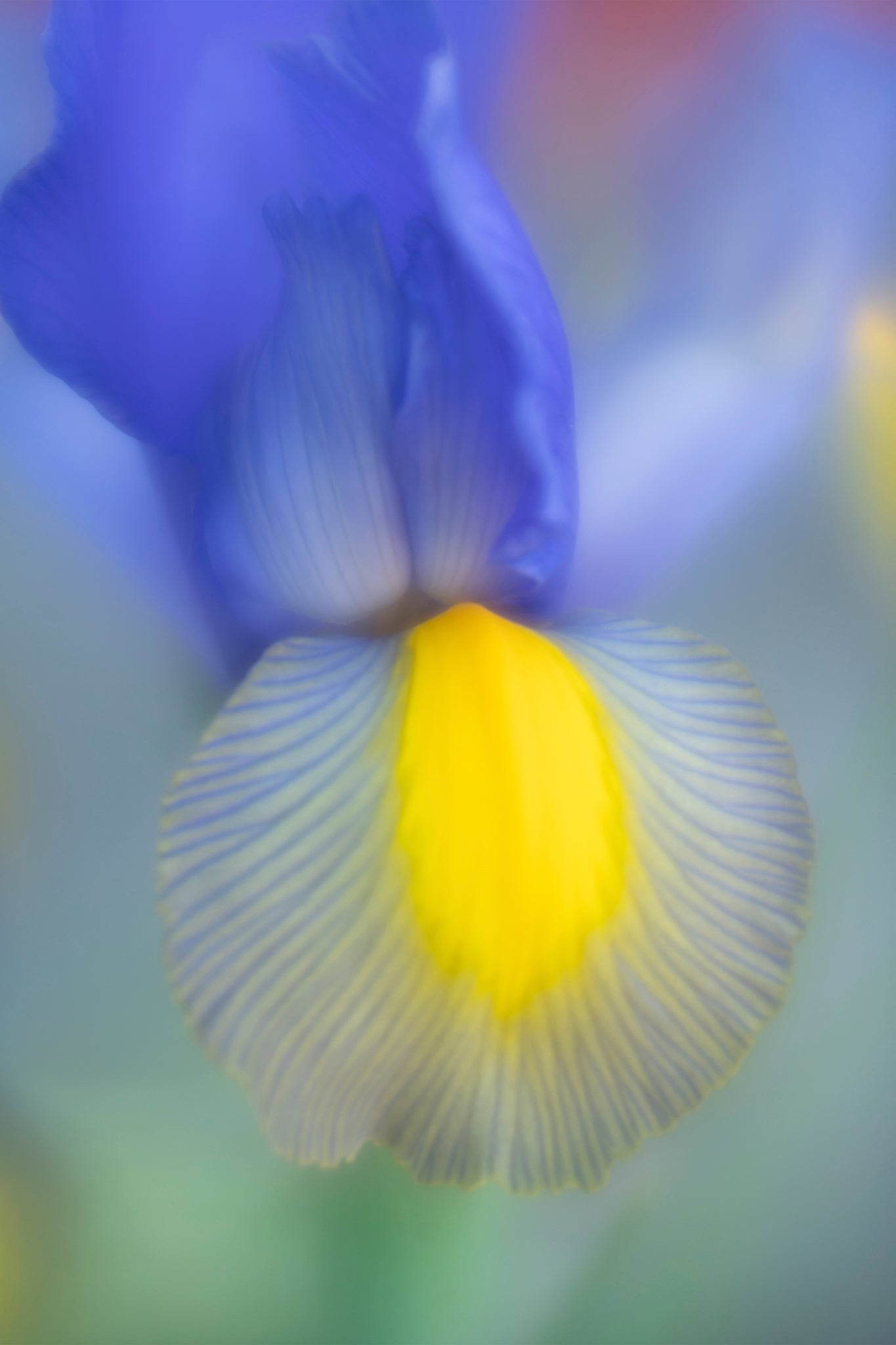 Photography of blue and yellow Iris by Cameron Dreaux. 