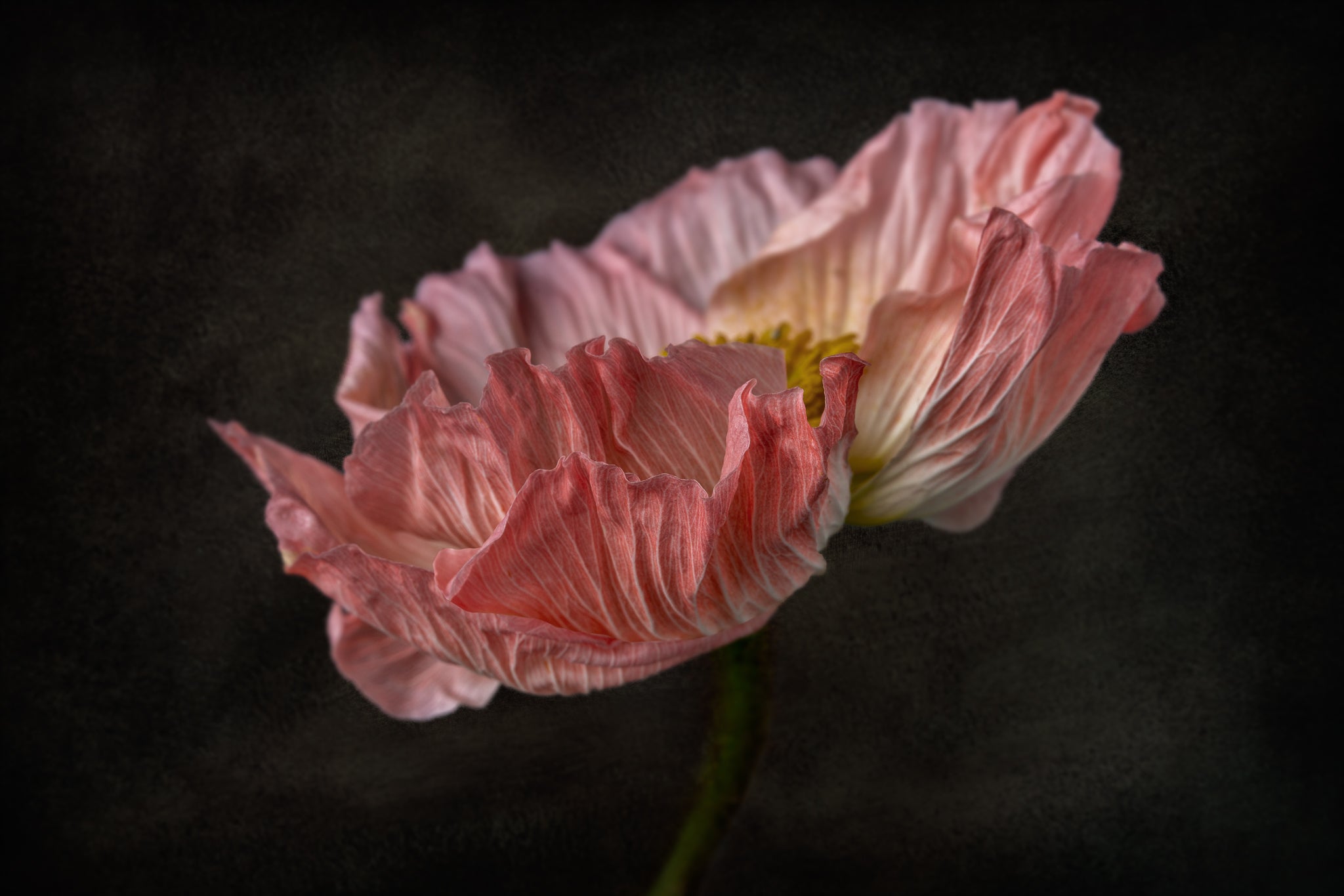 Fine art flower photograph of a pink Icelandic Poppy titled "Lovely Lady" by Cameron Dreaux of Dreaux Fine Art. 