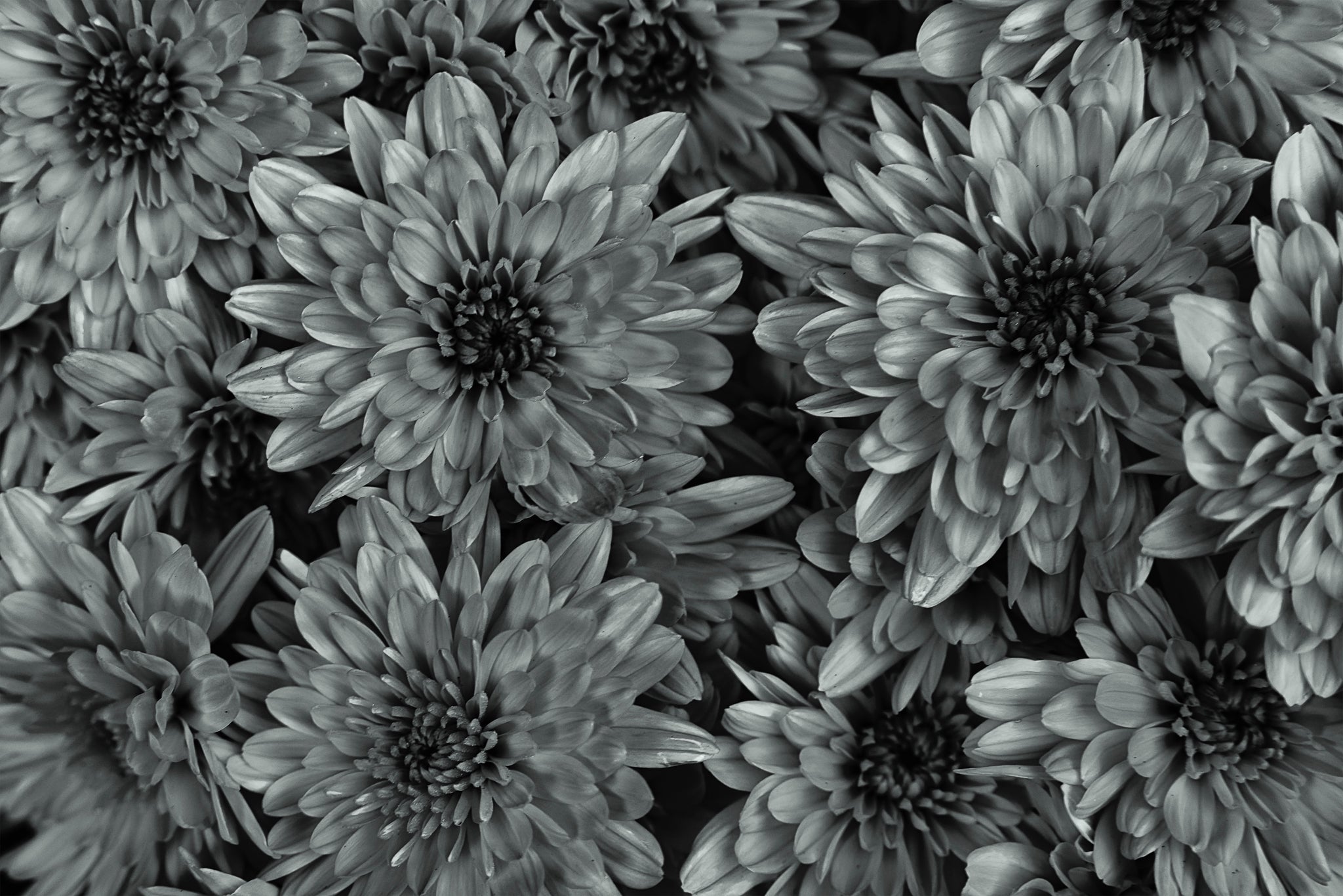 Fine art photography by Cameron Dreaux of a black and white mums. 