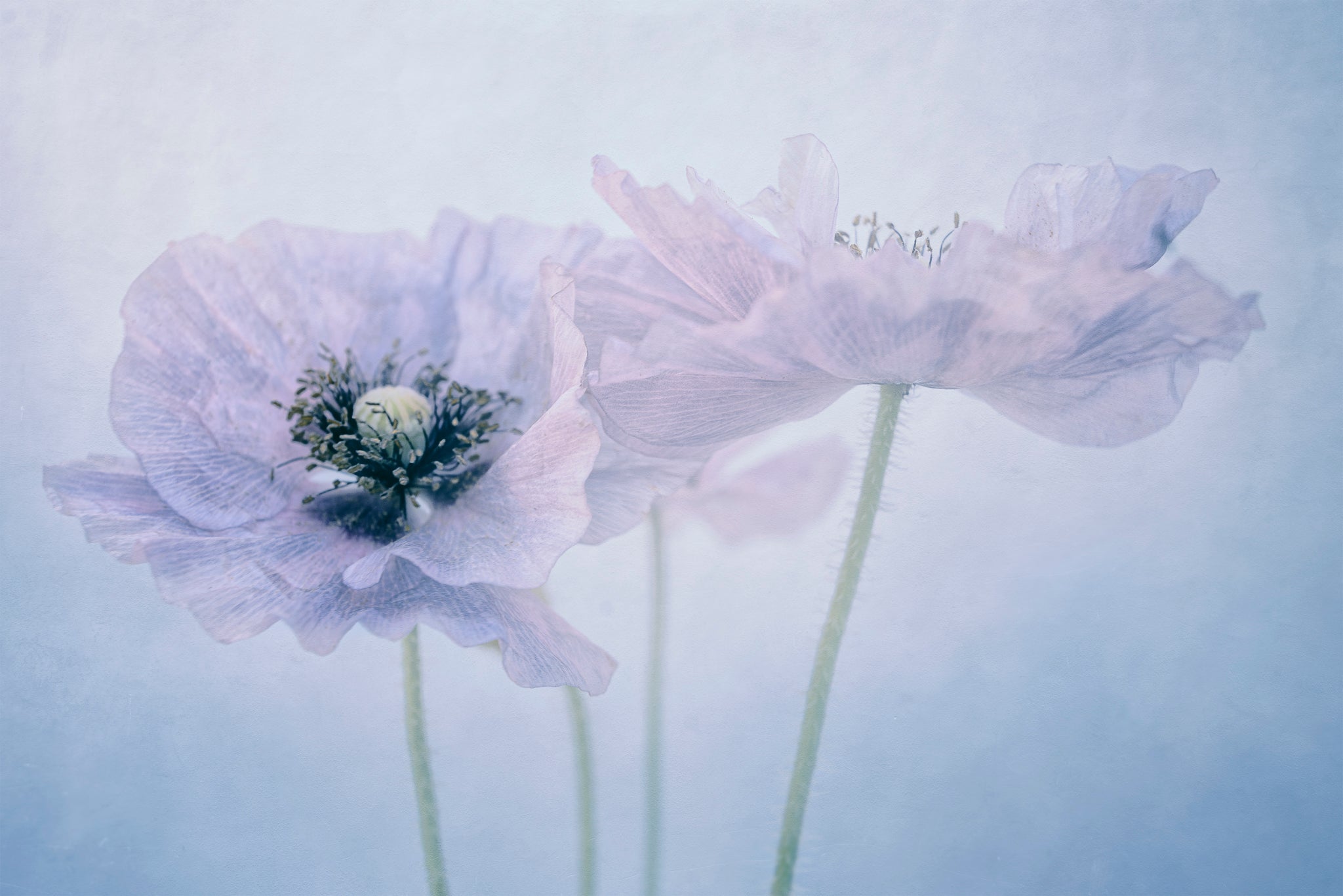 Fine art flower photograph by Cameron Dreaux. of 3 pastel-colored poppies. 