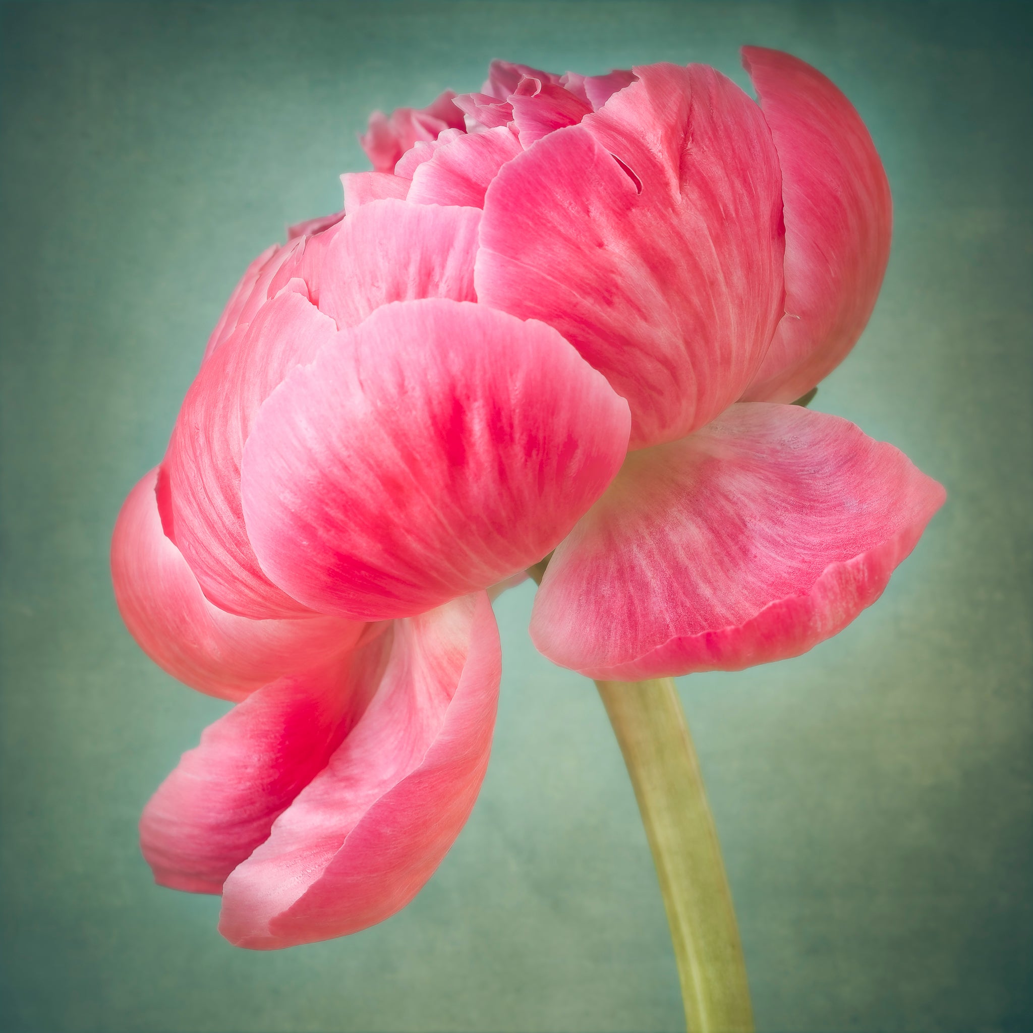 Photograph of a pink peony flower on a greenish background by photographer Cameron Dreaux. 