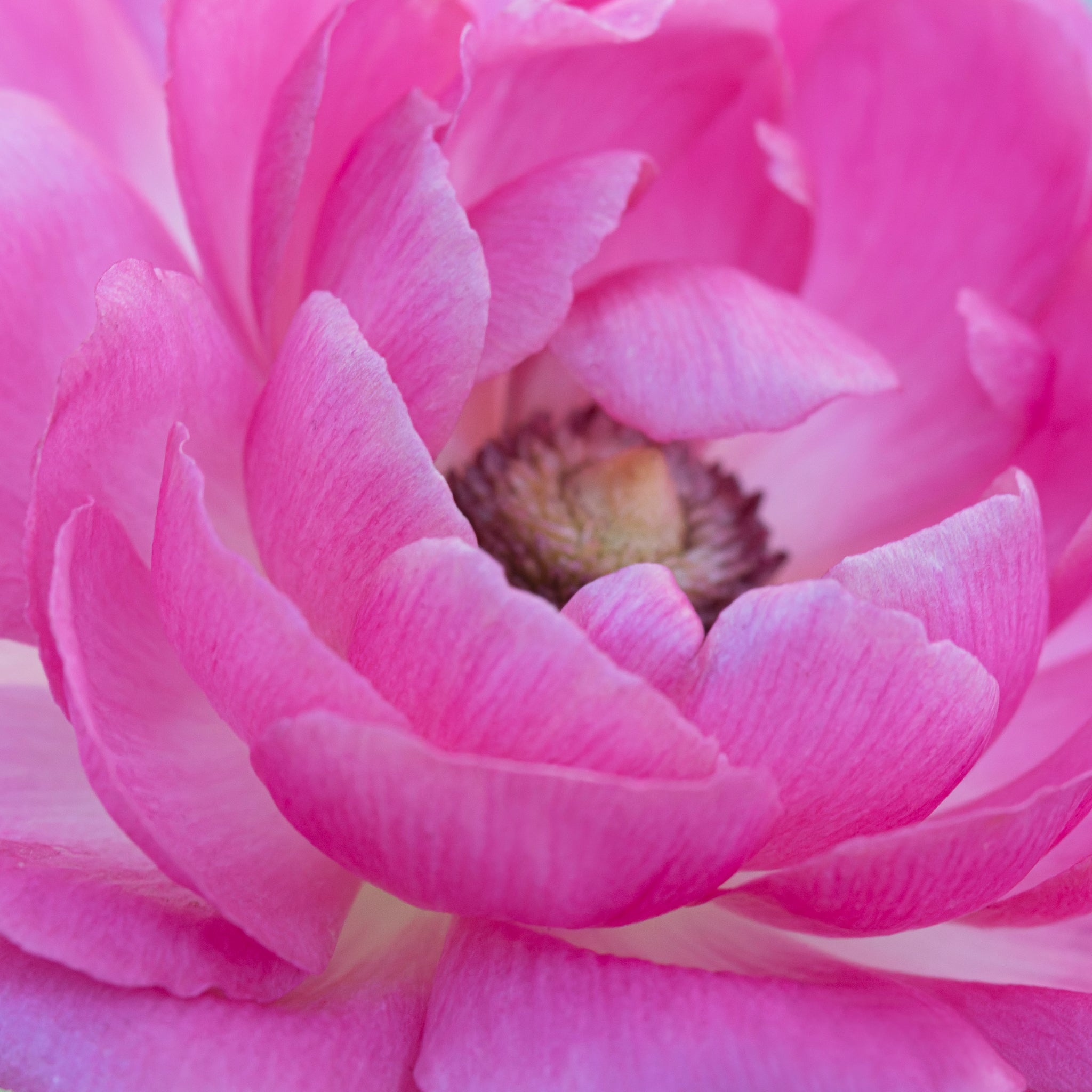 Fine art macro photograph of a pink ranunculus flower by Cameron Dreaux. 