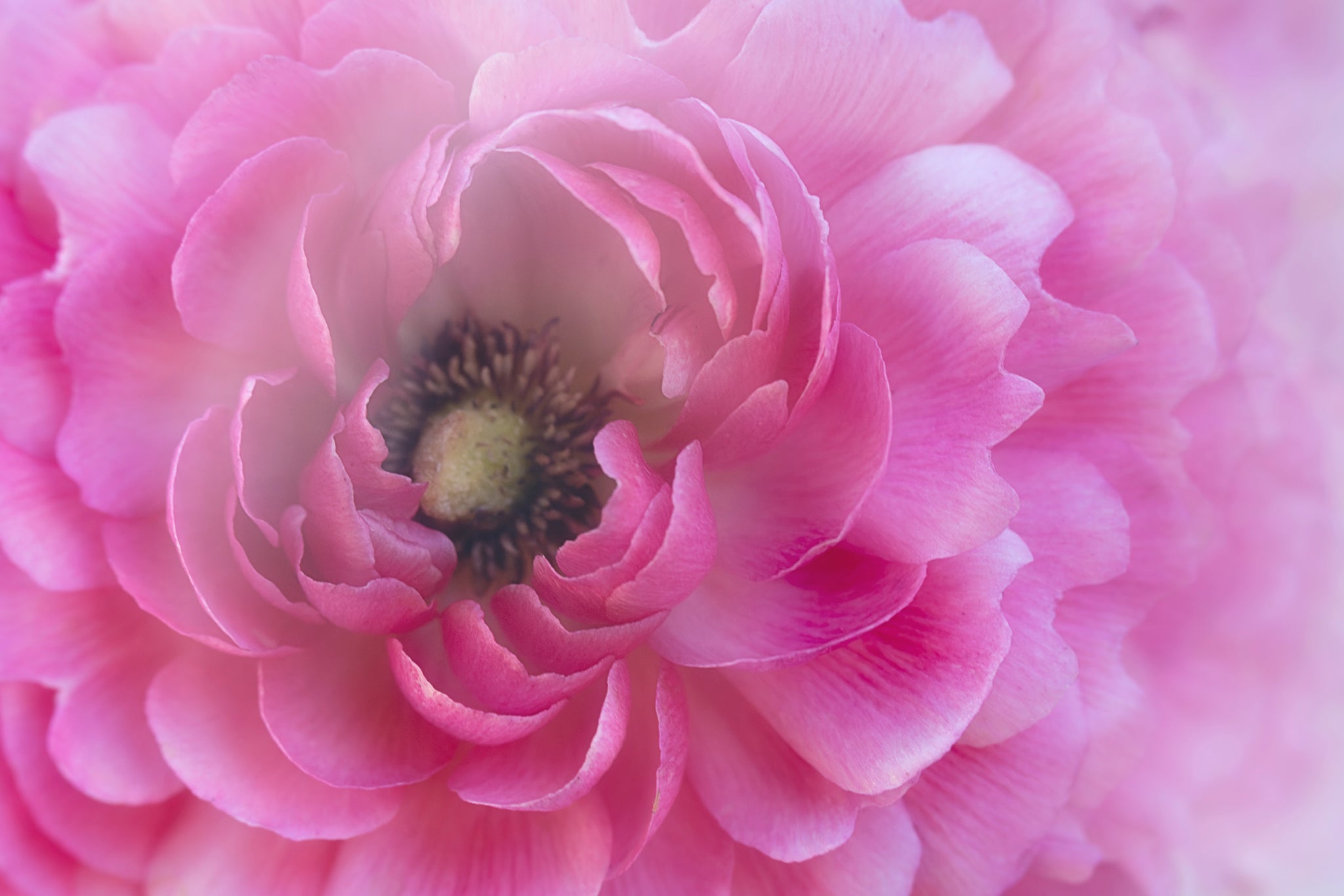 Macro flower photograph of a Pink Ranunculus by Cameron Dreaux. 
