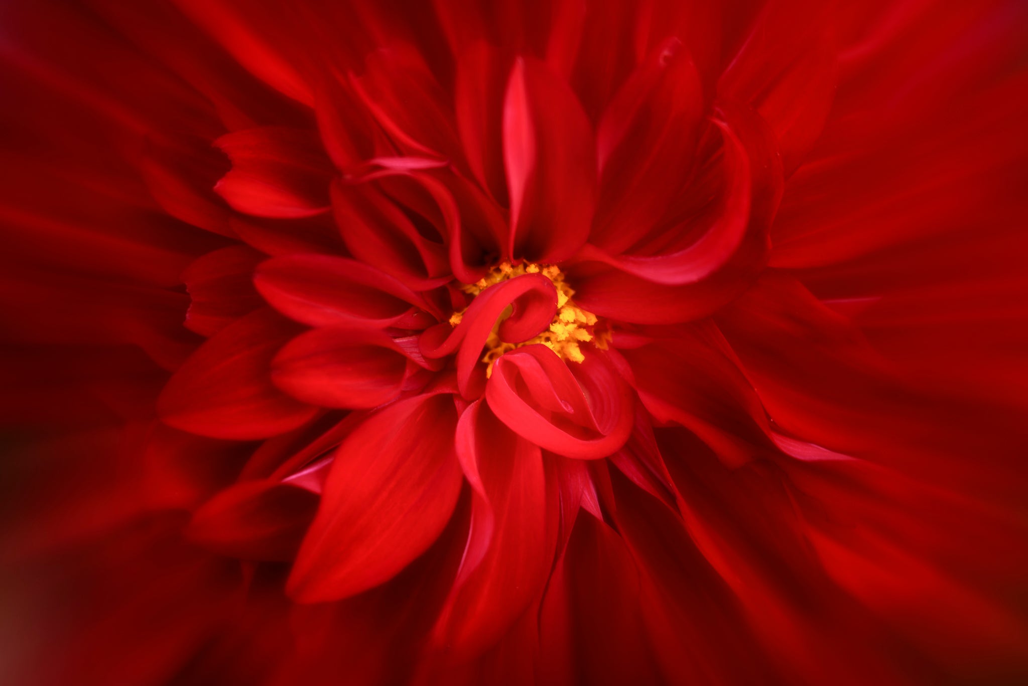 A vivid red dahlia flower with a large ruffled bloom and thin stamens protruding from its center. Its petals are layered in concentric circles, each one a slightly different hue of red. The texture of the petals is smooth and velvety, reflecting light from different angles. A photograph is by Cameron Dreaux from Dreaux Fine Art. 