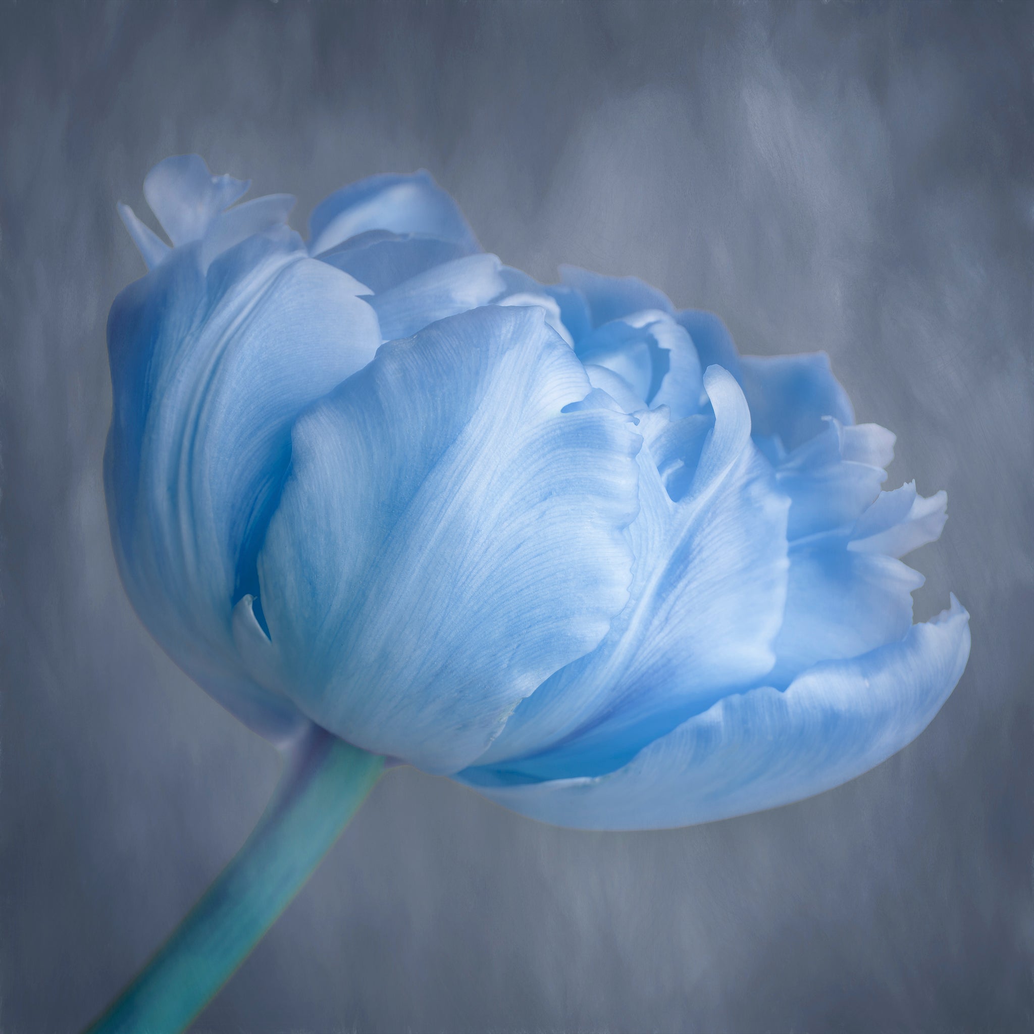 Fine art photography of blue tulip by Cameron Dreaux. 